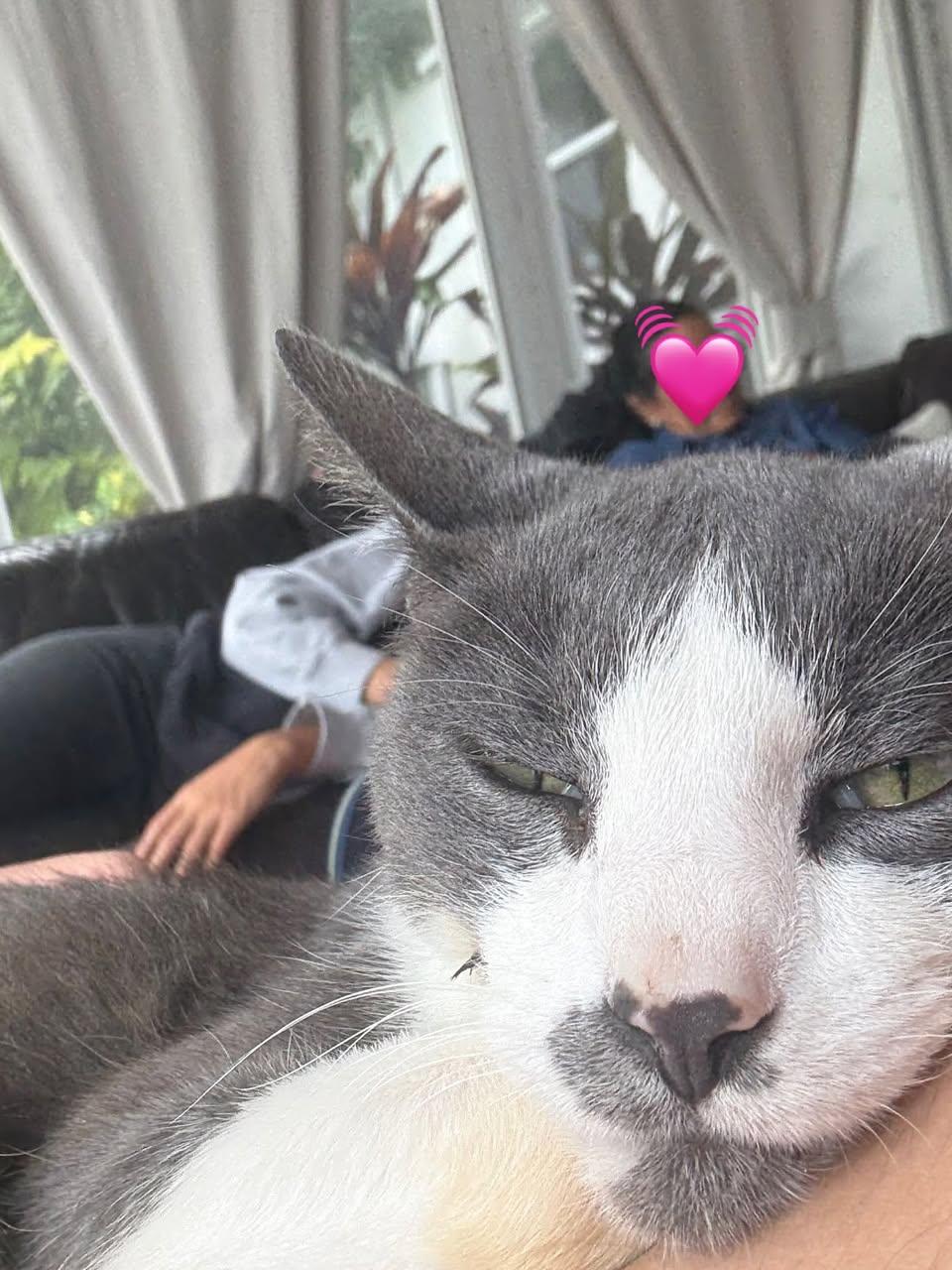 Buddha, a Adoptable Domestic Short Hair in vero beach, FL image 4/5