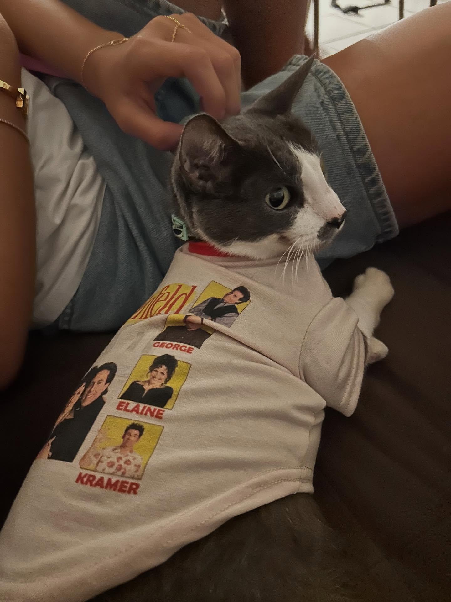 Buddha, a Adoptable Domestic Short Hair in vero beach, FL image 5/5