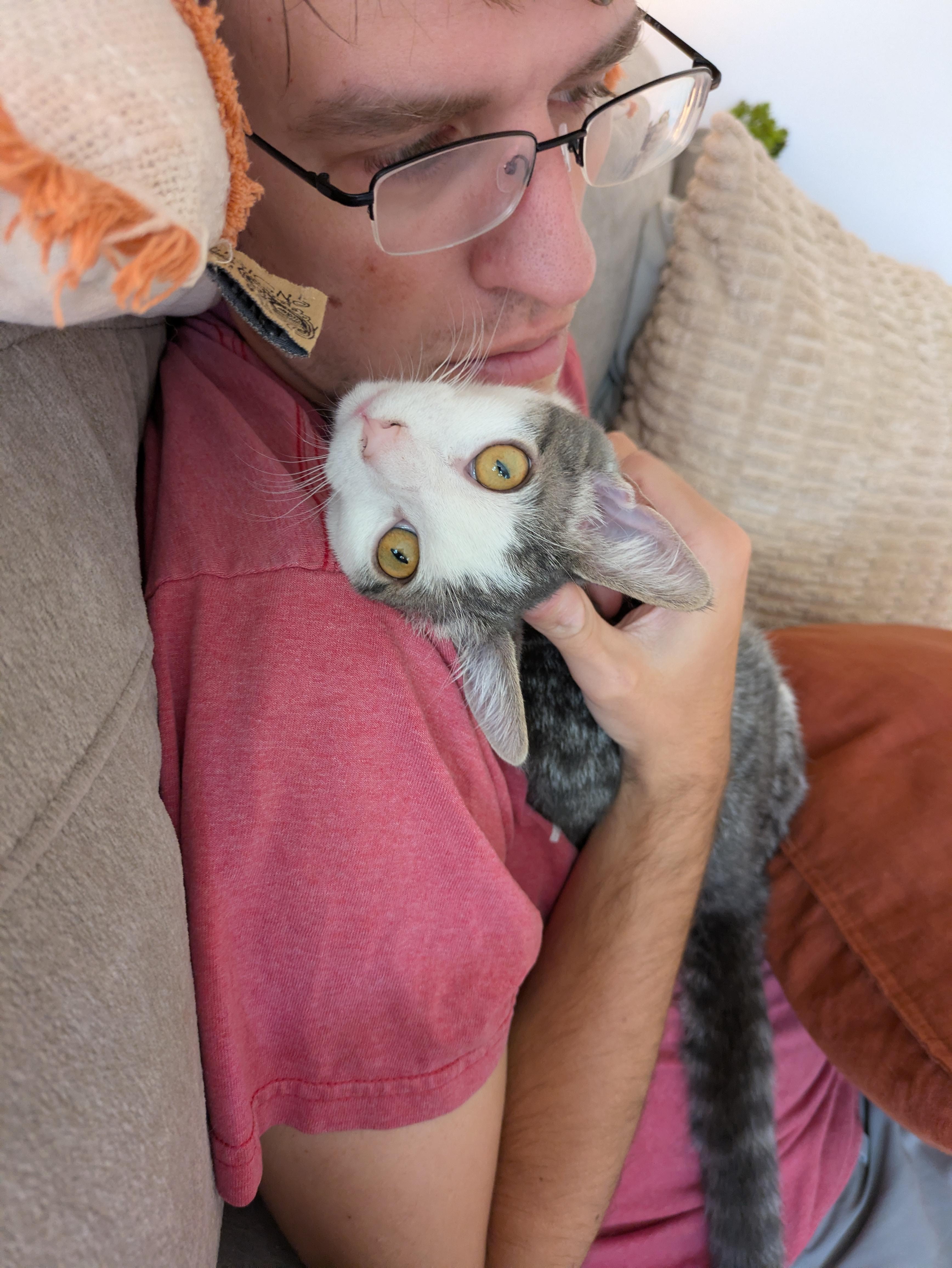 Enlarge Bao, a Adoptable Domestic Short Hair in Haddon Heights, NJ image 6/6