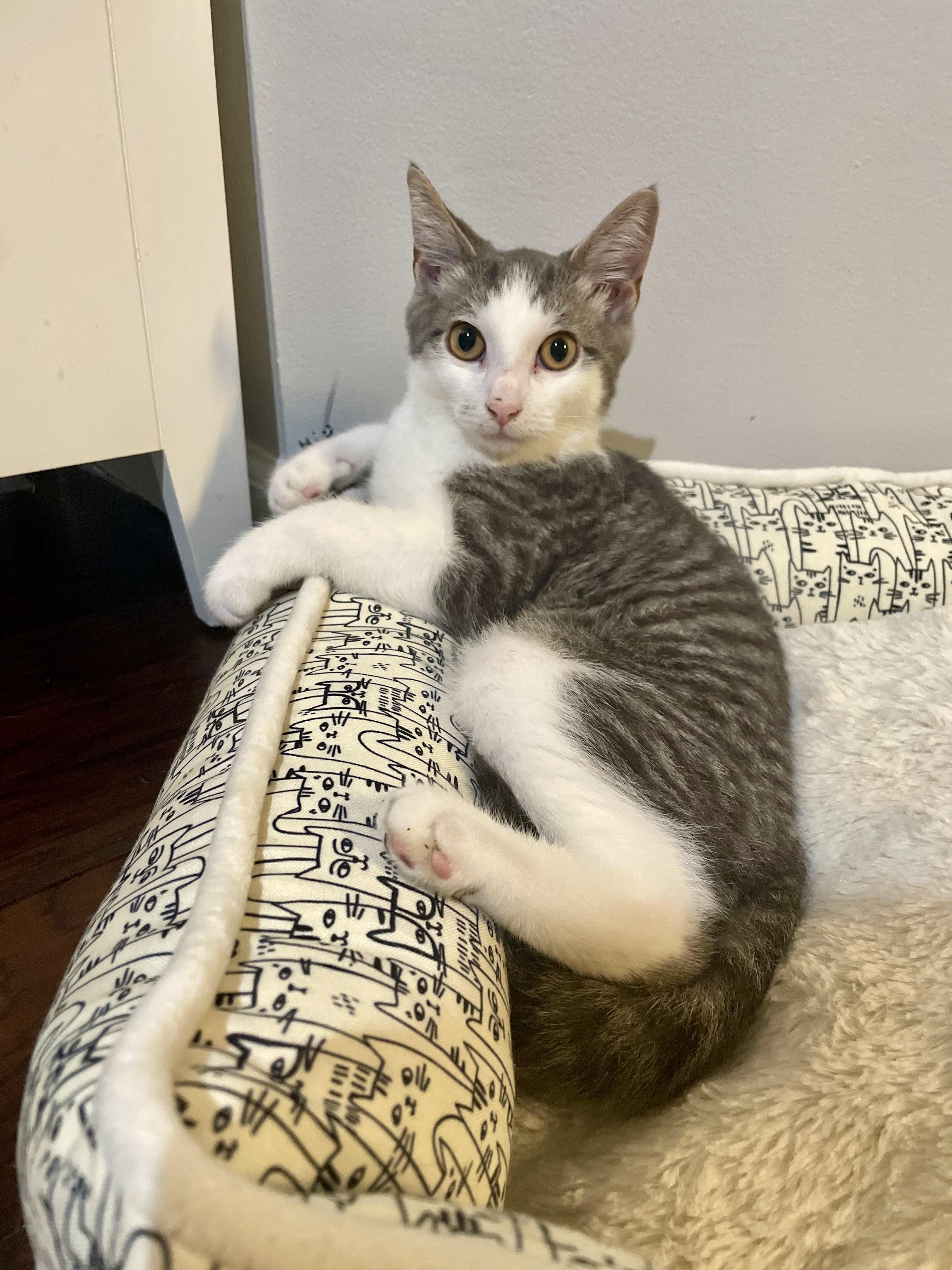 Enlarge Bao, a Adoptable Domestic Short Hair in Haddon Heights, NJ image 5/6