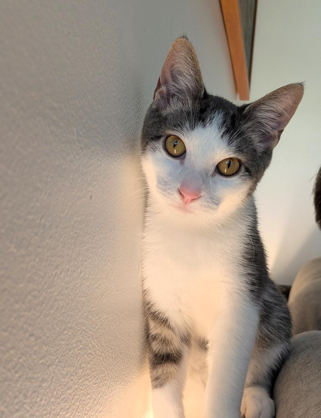Bao, Adoptable, Kitten Male Domestic Short Hair.