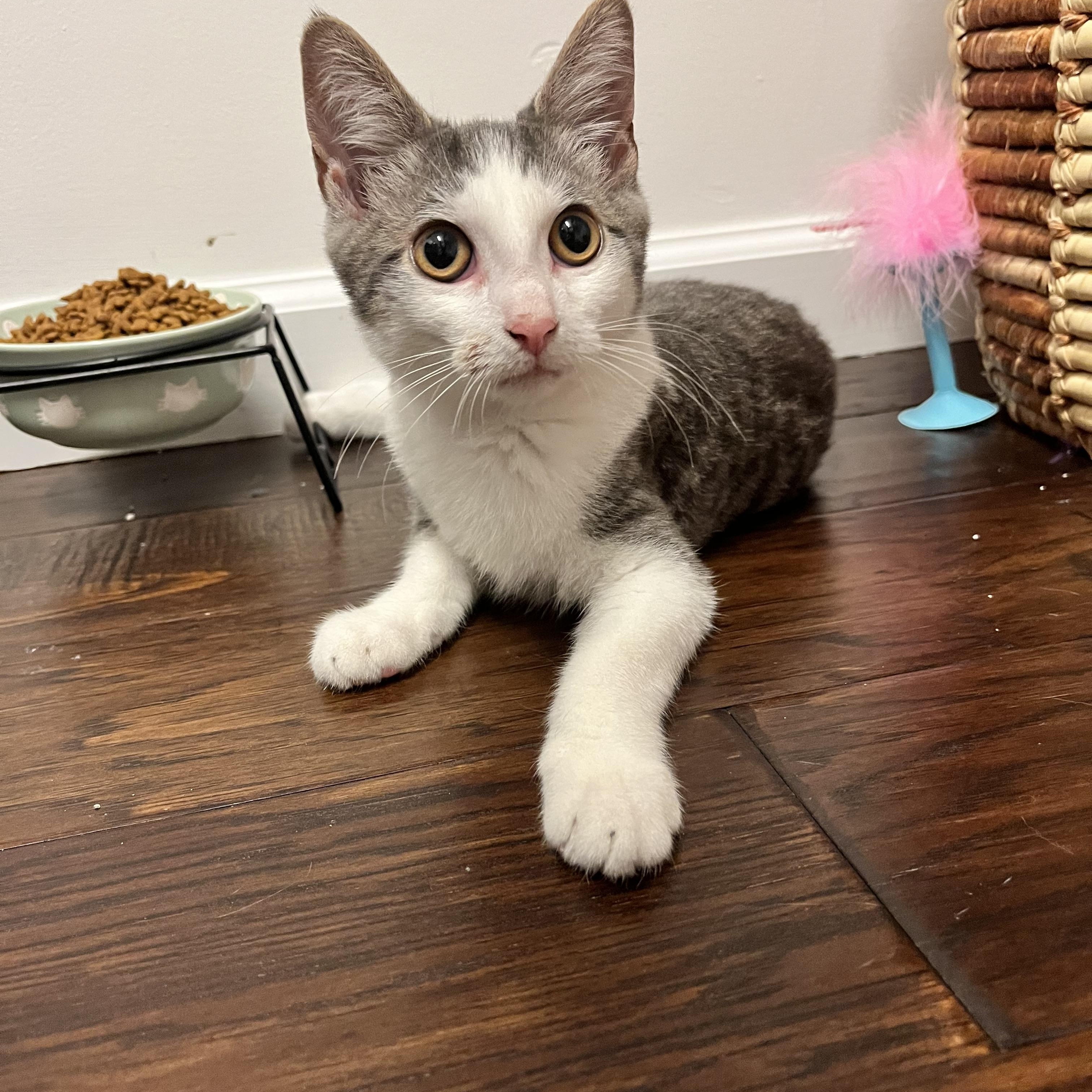 Enlarge Bao, a Adoptable Domestic Short Hair in Haddon Heights, NJ image 4/6