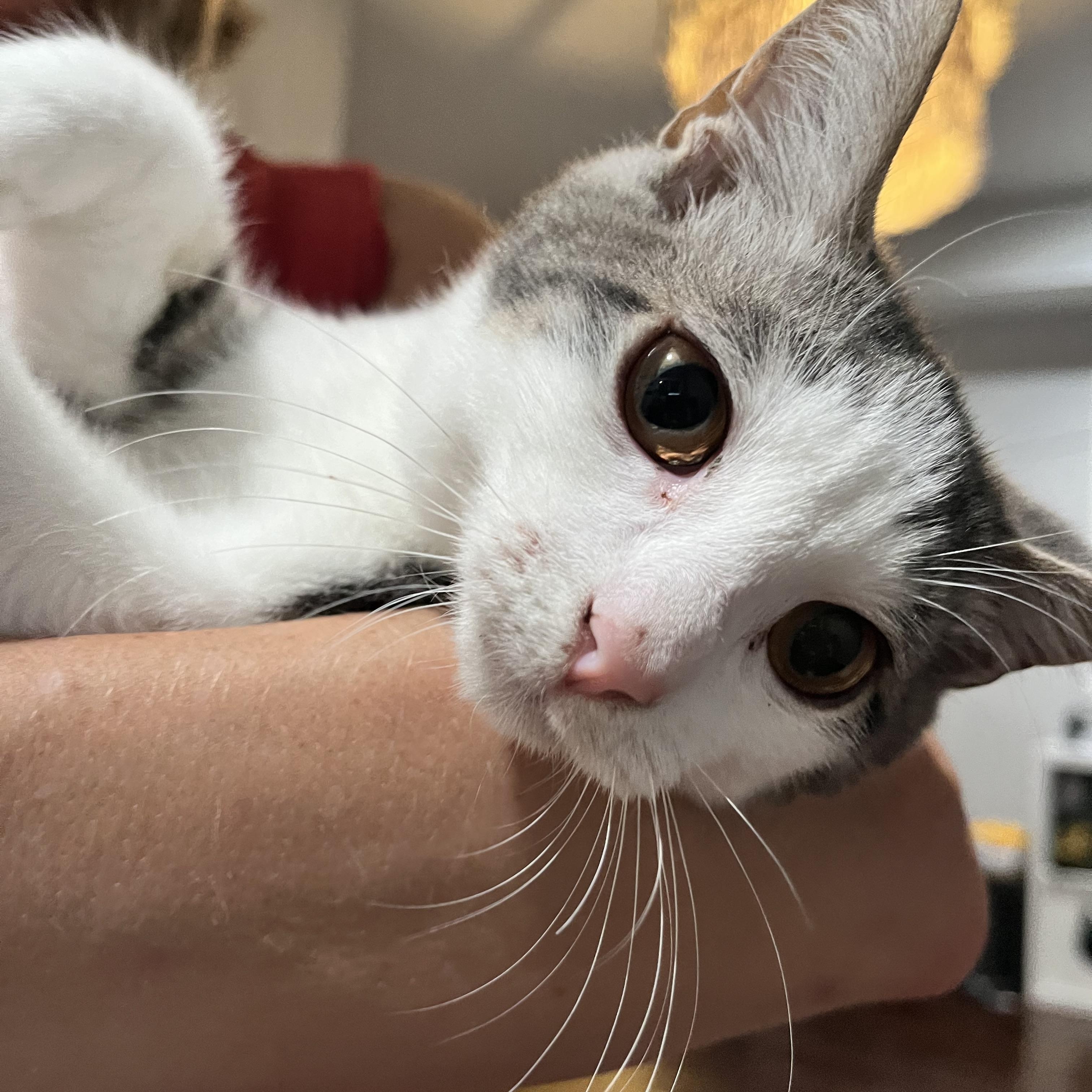 Enlarge Bao, a Adoptable Domestic Short Hair in Haddon Heights, NJ image 2/6