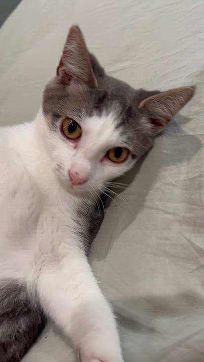 Enlarge Bao, a Adoptable Domestic Short Hair in Haddon Heights, NJ video 3/6