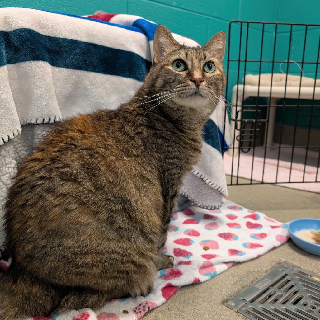 Meatball, Adoptable, Senior Female Domestic Short Hair.