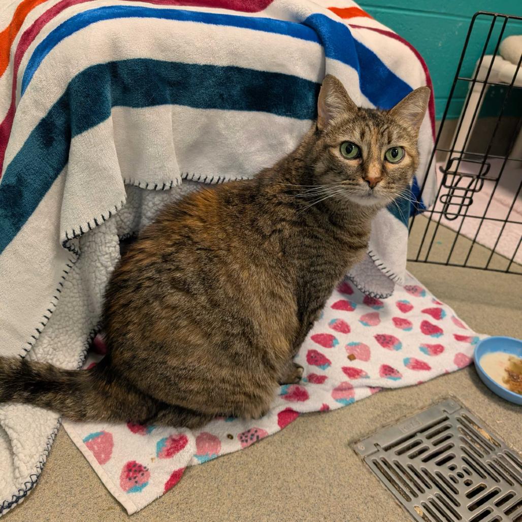Enlarge Meatball, a Adoptable Domestic Short Hair in Fredericksburg, VA image 2/6