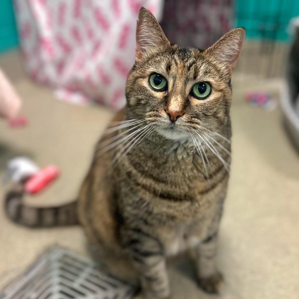 Enlarge Meatball, a Adoptable Domestic Short Hair in Fredericksburg, VA image 3/6