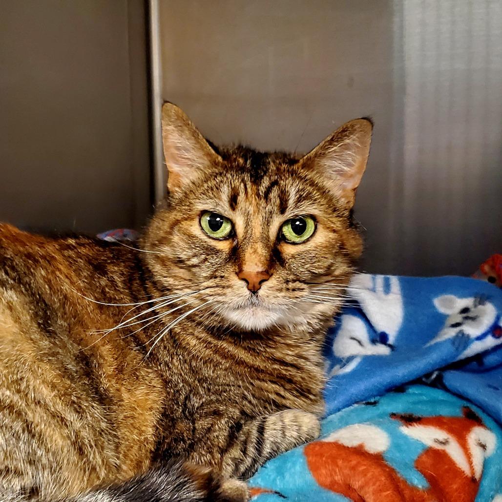 Enlarge Meatball, a Adoptable Domestic Short Hair in Fredericksburg, VA image 4/6