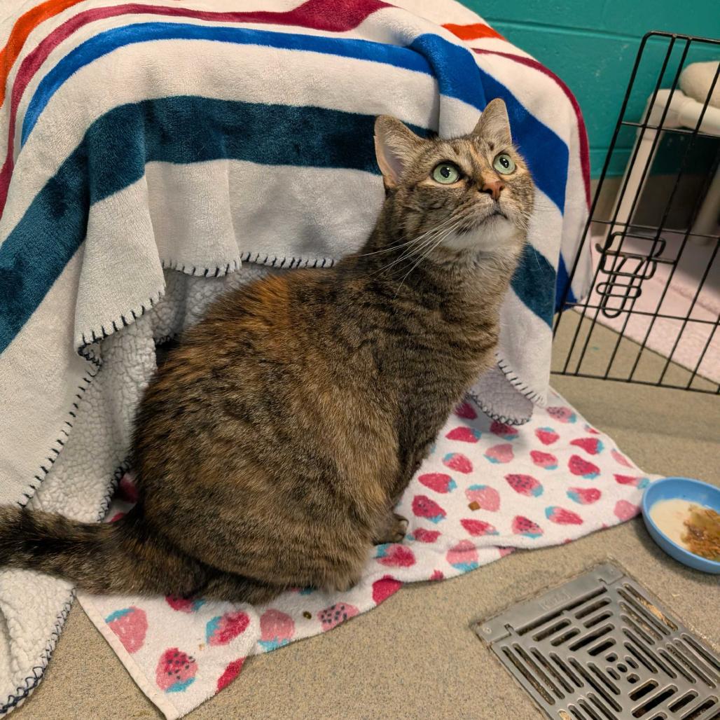 Enlarge Meatball, a Adoptable Domestic Short Hair in Fredericksburg, VA image 5/6