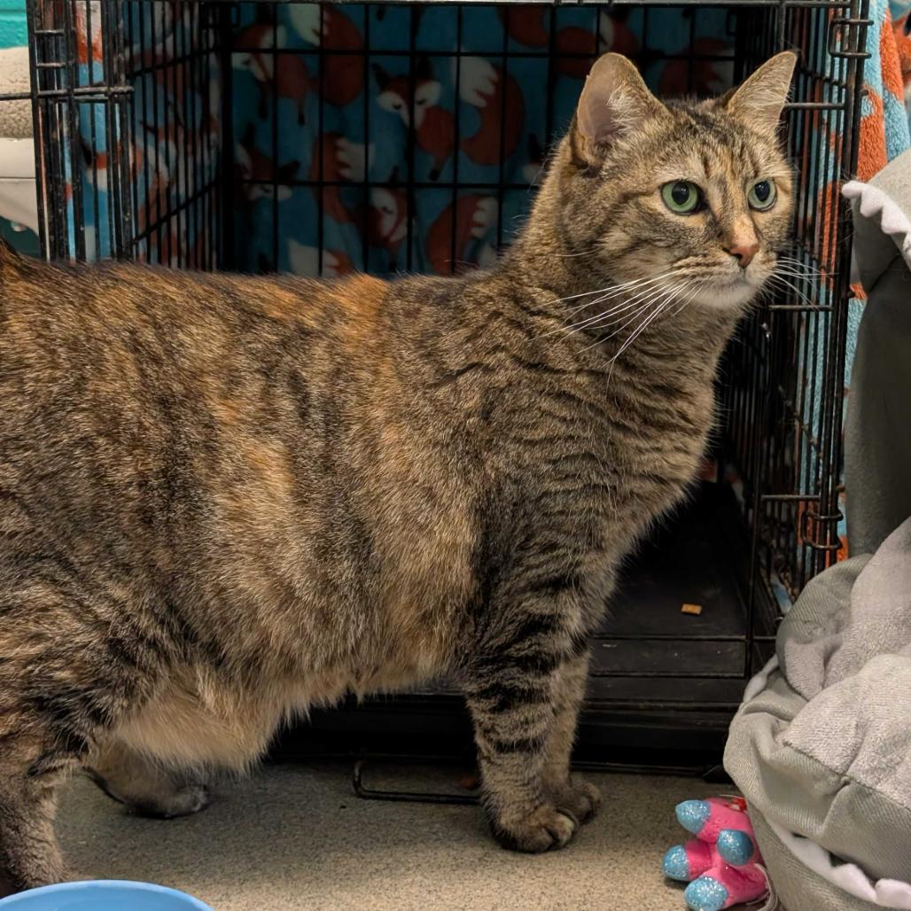 Enlarge Meatball, a Adoptable Domestic Short Hair in Fredericksburg, VA image 6/6