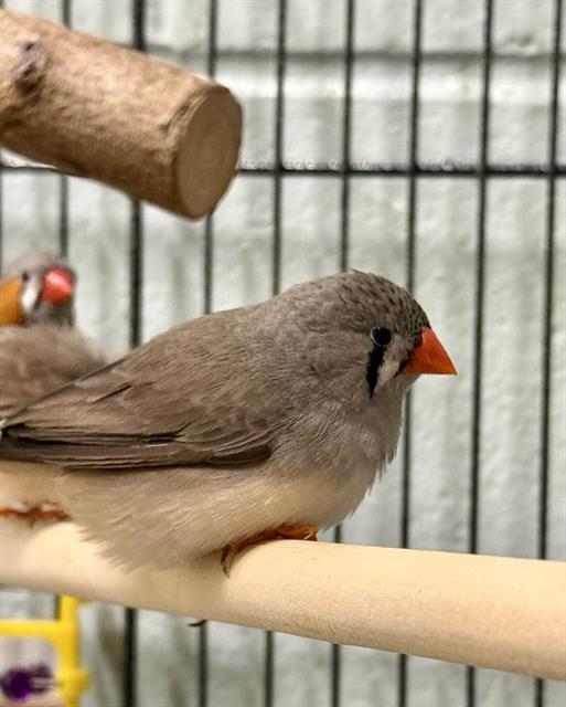 SCARY, Adoptable, Young Female Finch.