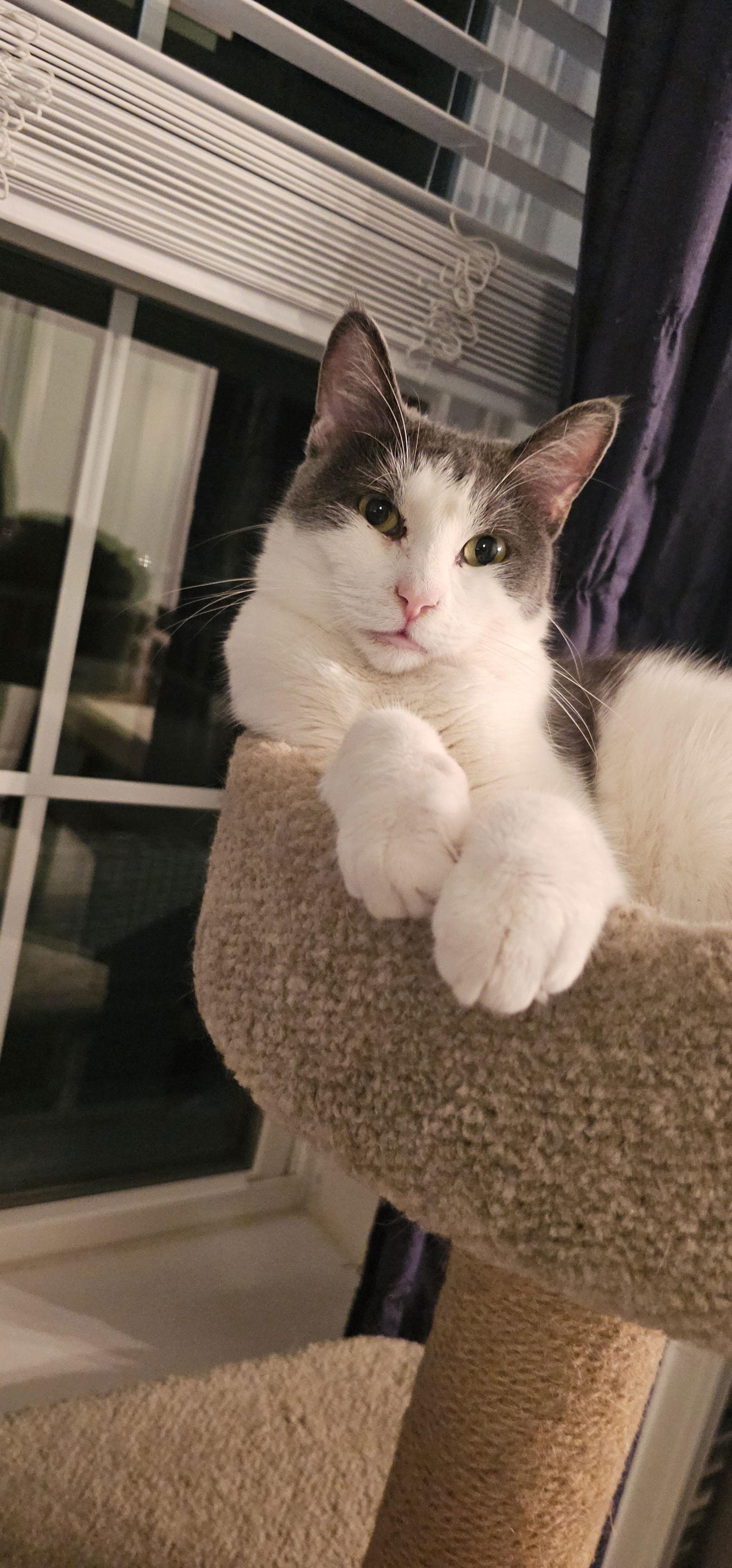 Enlarge Mowgli, a Adoptable Domestic Short Hair in Hanover, PA image 1/3