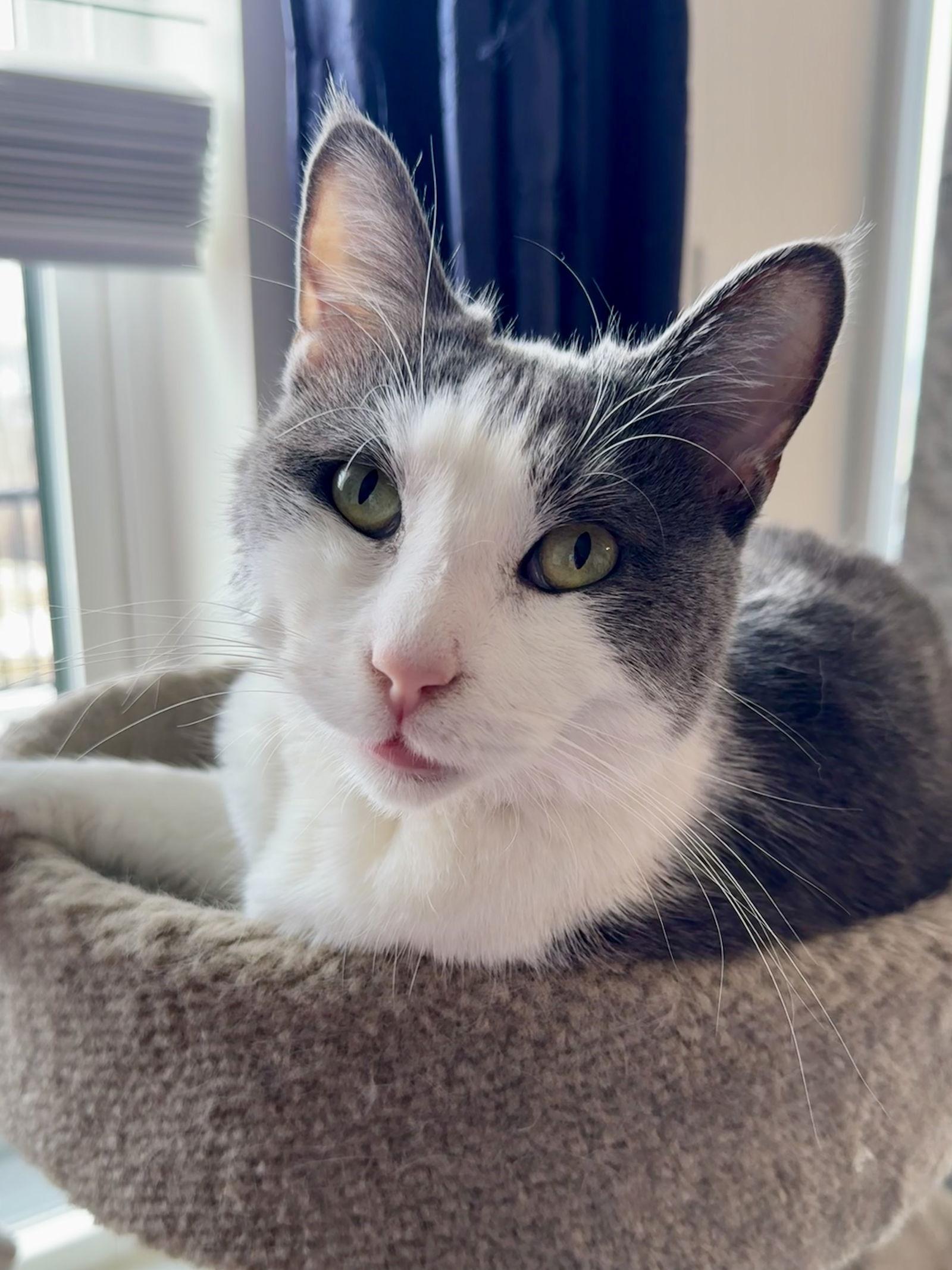 Enlarge Mowgli, a Adoptable Domestic Short Hair in Hanover, PA image 2/3