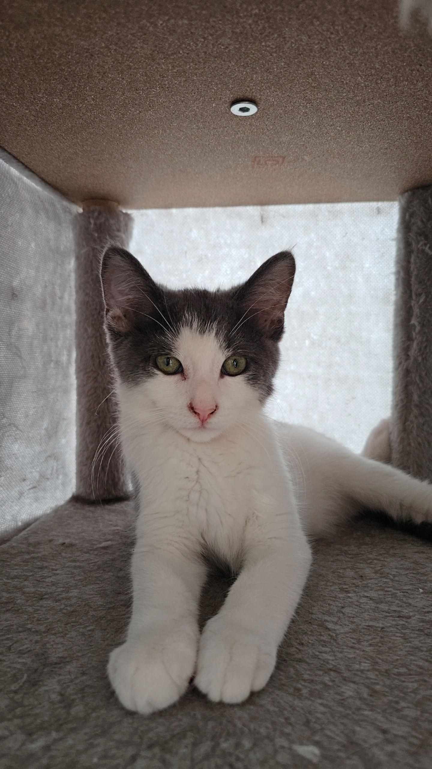 Enlarge Mowgli, a Adoptable Domestic Short Hair in Hanover, PA image 2/3