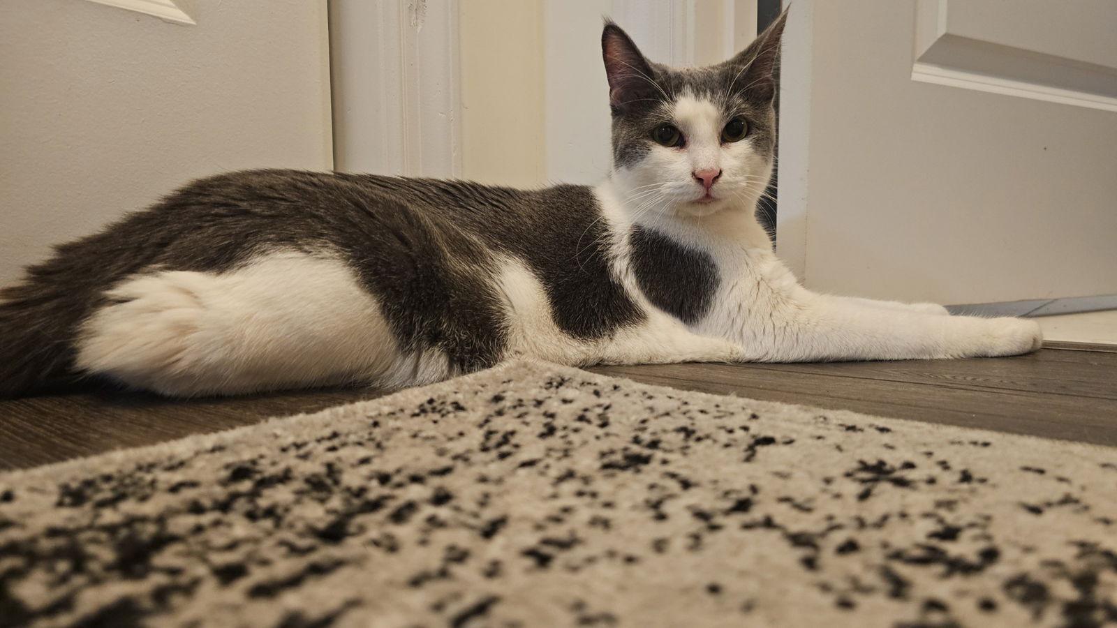 Enlarge Mowgli, a Adoptable Domestic Short Hair in Hanover, PA image 3/3