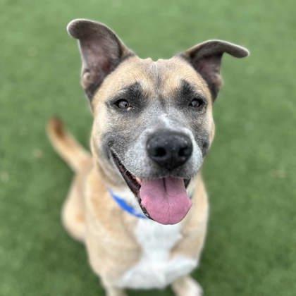 Ruxin, Adoptable, Senior Male Shepherd & Collie.