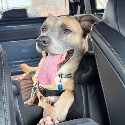 Enlarge Ruxin, a Adoptable mixed breed in Atlanta, GA image 3/3