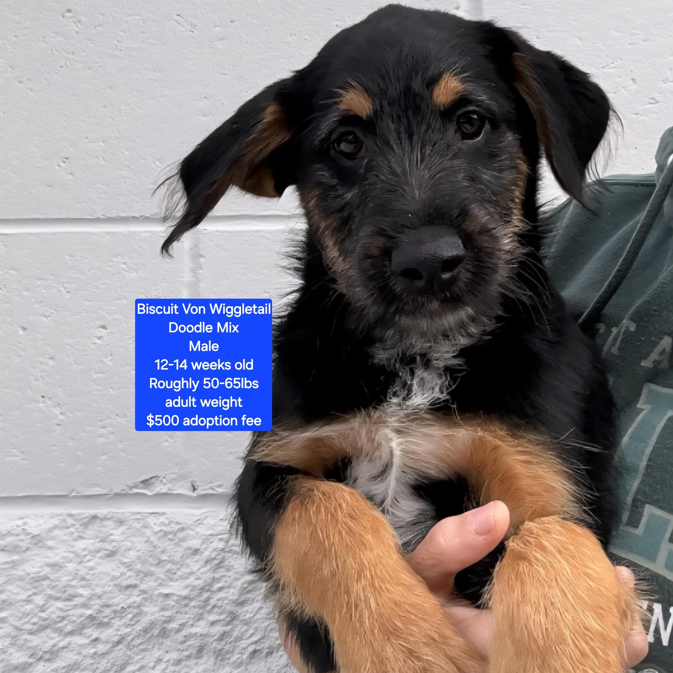 Biscuit Von Wiggletail, ADOPTABLE, Puppy Male Labradoodle.