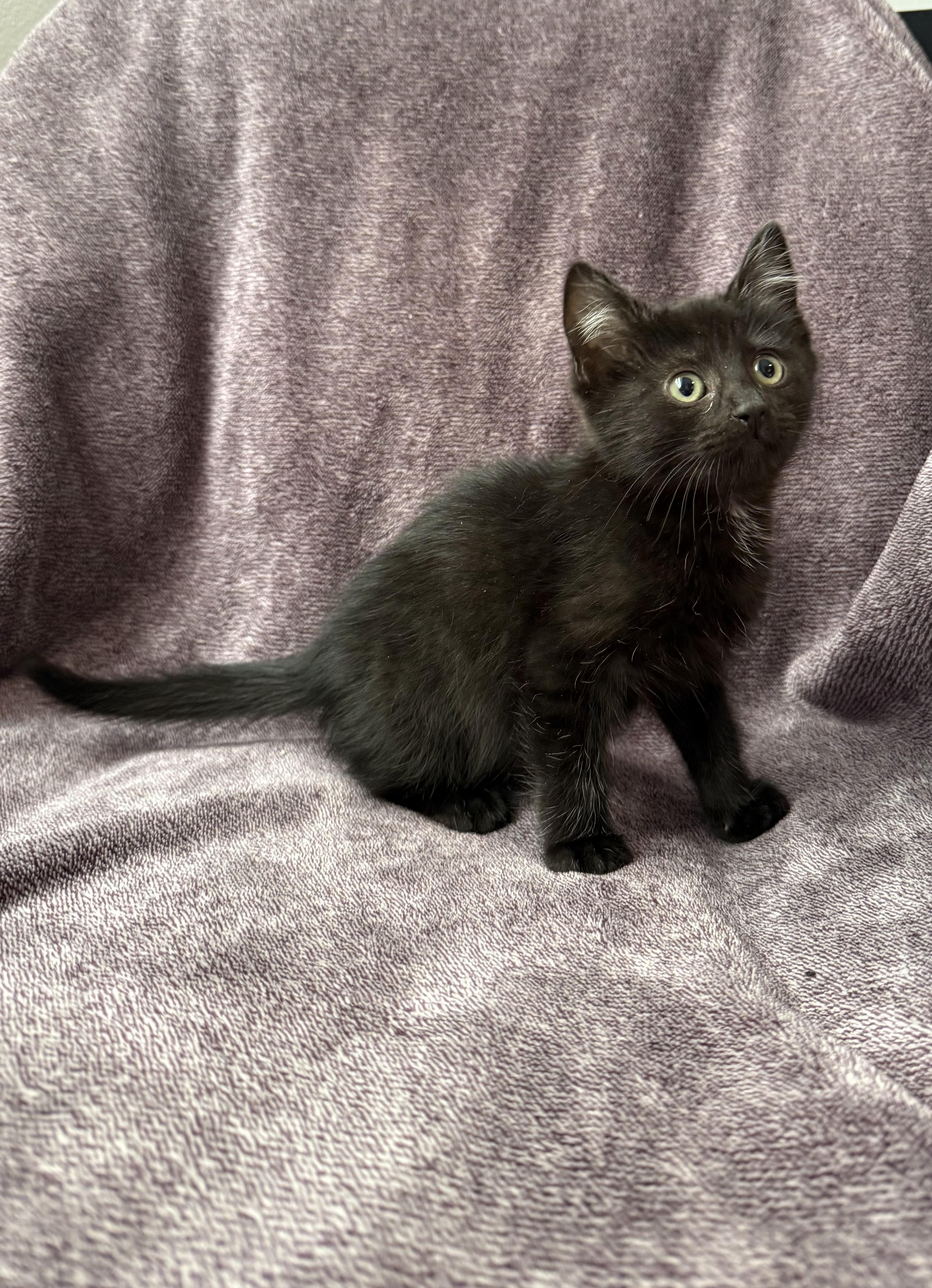Plum -Preadoption ONLY, Adoptable, Kitten Female Domestic Short Hair.