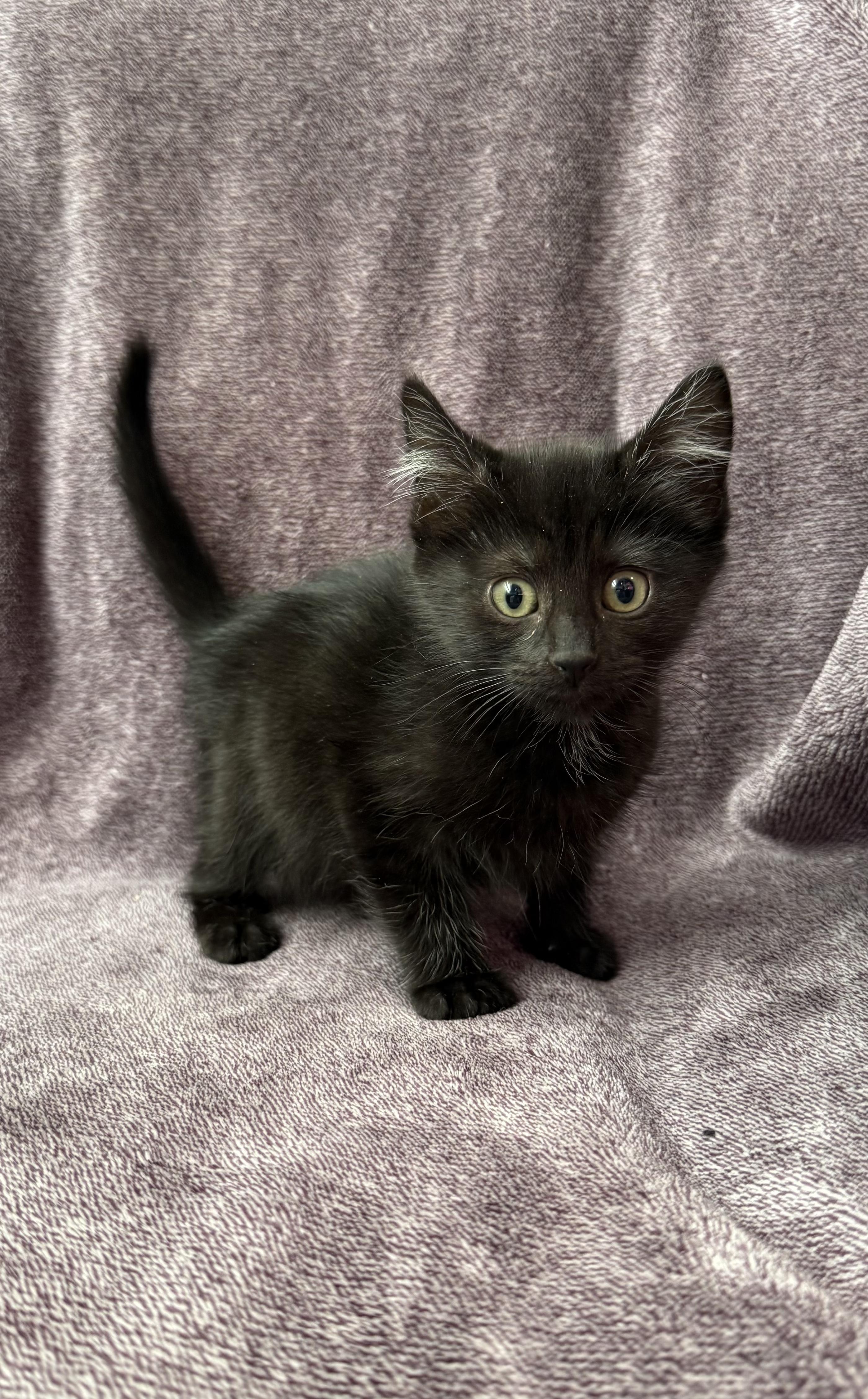 Enlarge Plum -Preadoption ONLY, a Adoptable Domestic Short Hair in Chilliwack, BC image 2/2