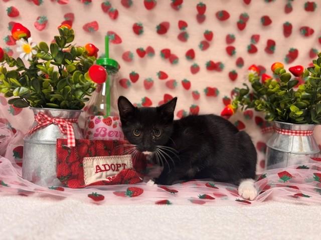 RONALDO, Adoptable, Kitten Male Domestic Short Hair.