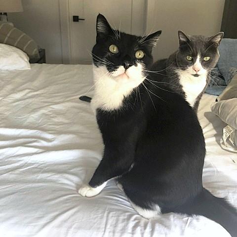 Chico and Toco, a ADOPTABLE Domestic Short Hair in Salt Lake City, UT image 3/3