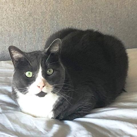 Chico and Toco, ADOPTABLE, Adult Male Domestic Short Hair.