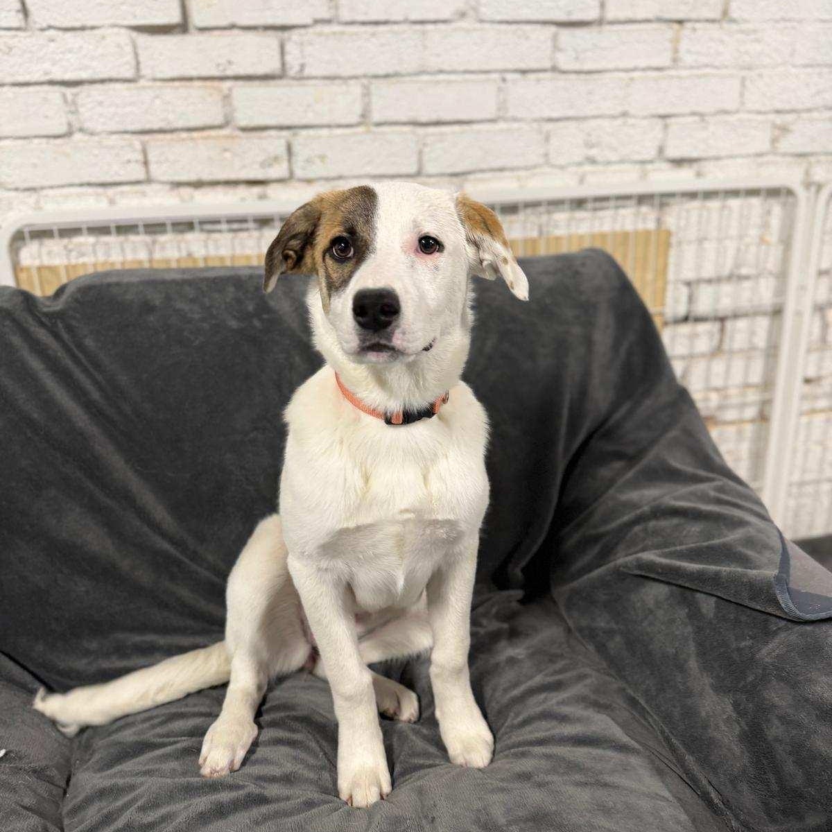 Enlarge Stella, a ADOPTABLE mixed breed in Torrance, CA image 4/4