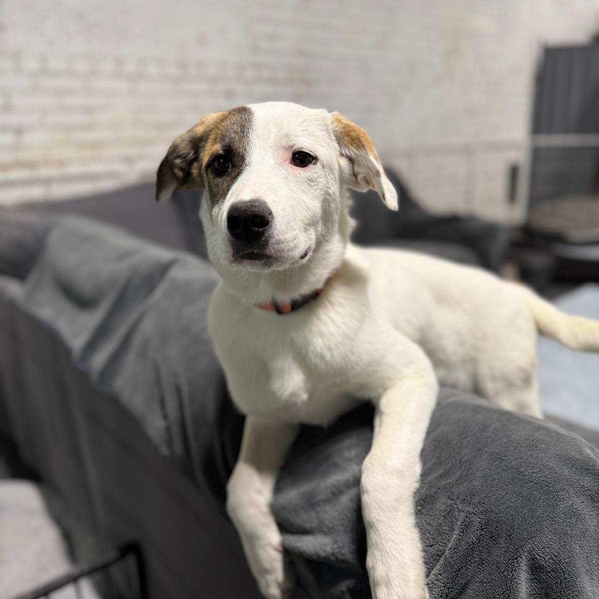 Enlarge Stella, a ADOPTABLE mixed breed in Torrance, CA image 1/4