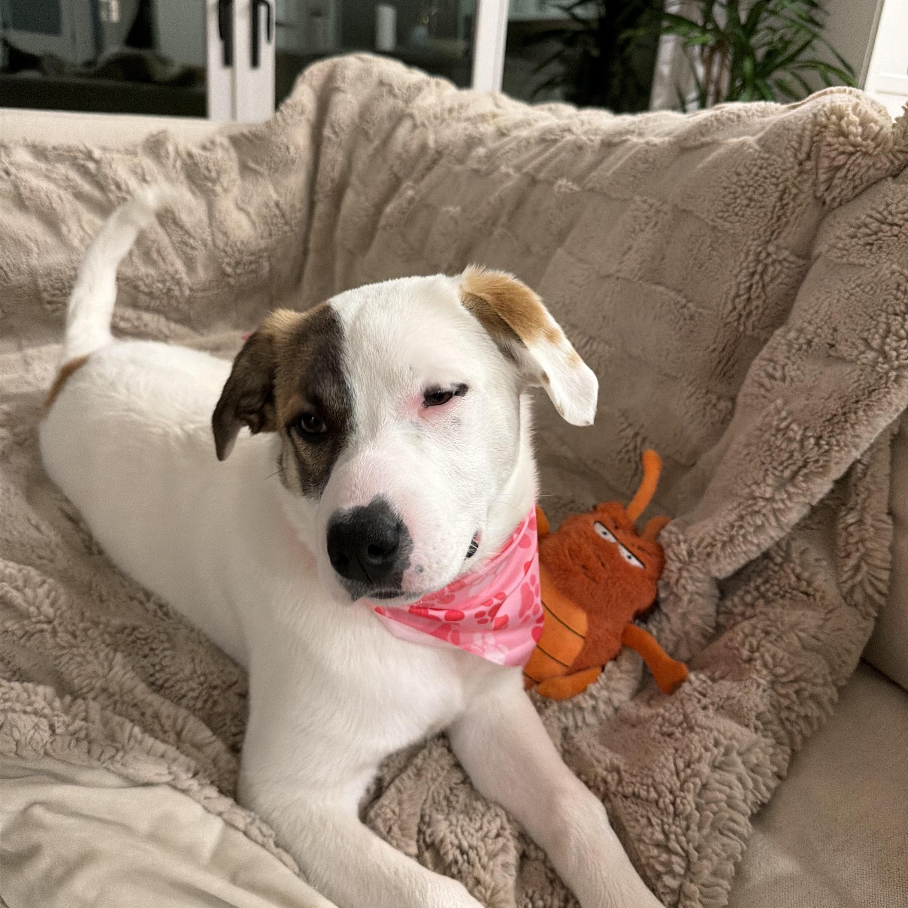 Enlarge Stella, a ADOPTABLE mixed breed in Torrance, CA image 2/4
