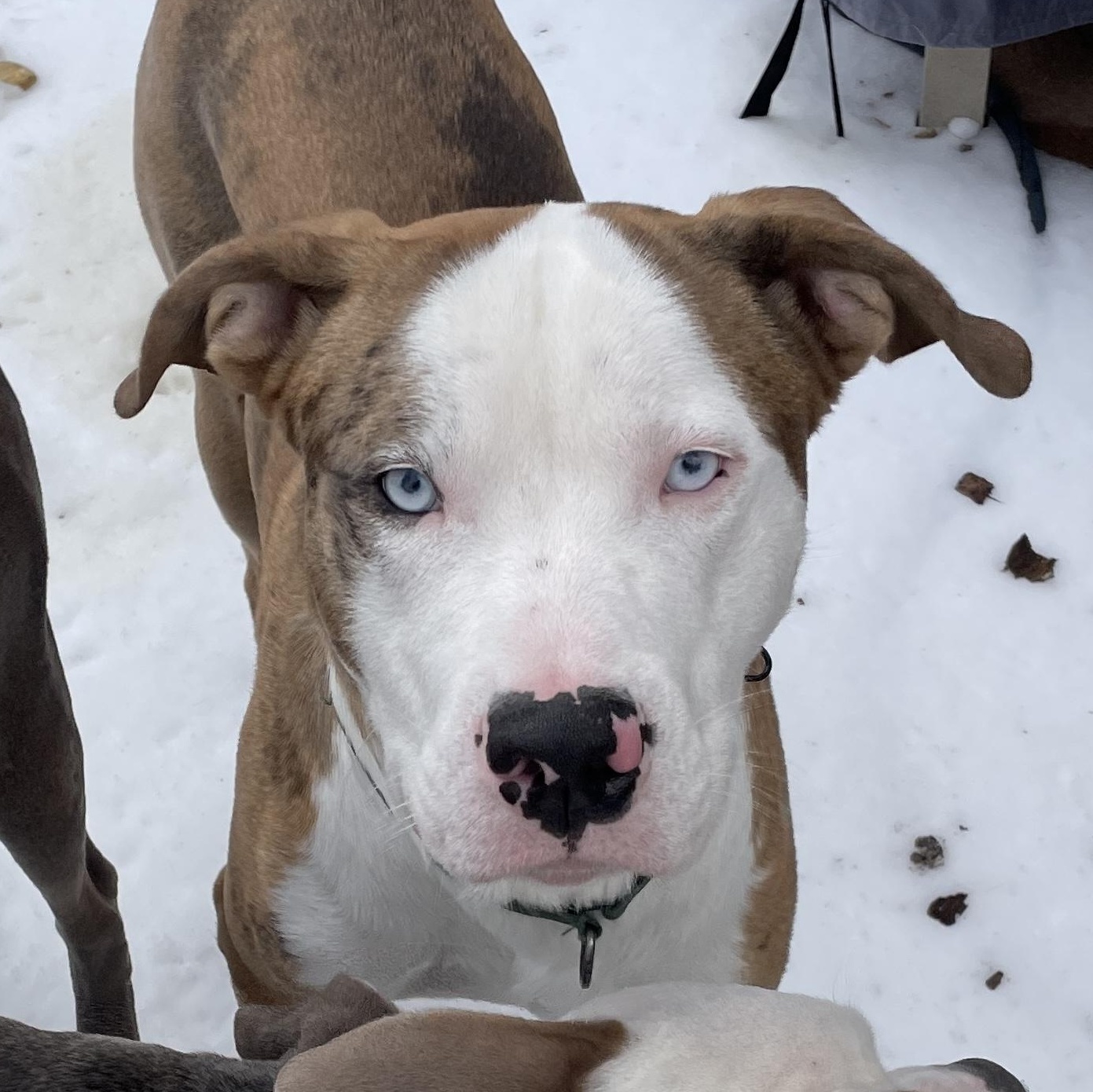 Brady — thumbnail 2