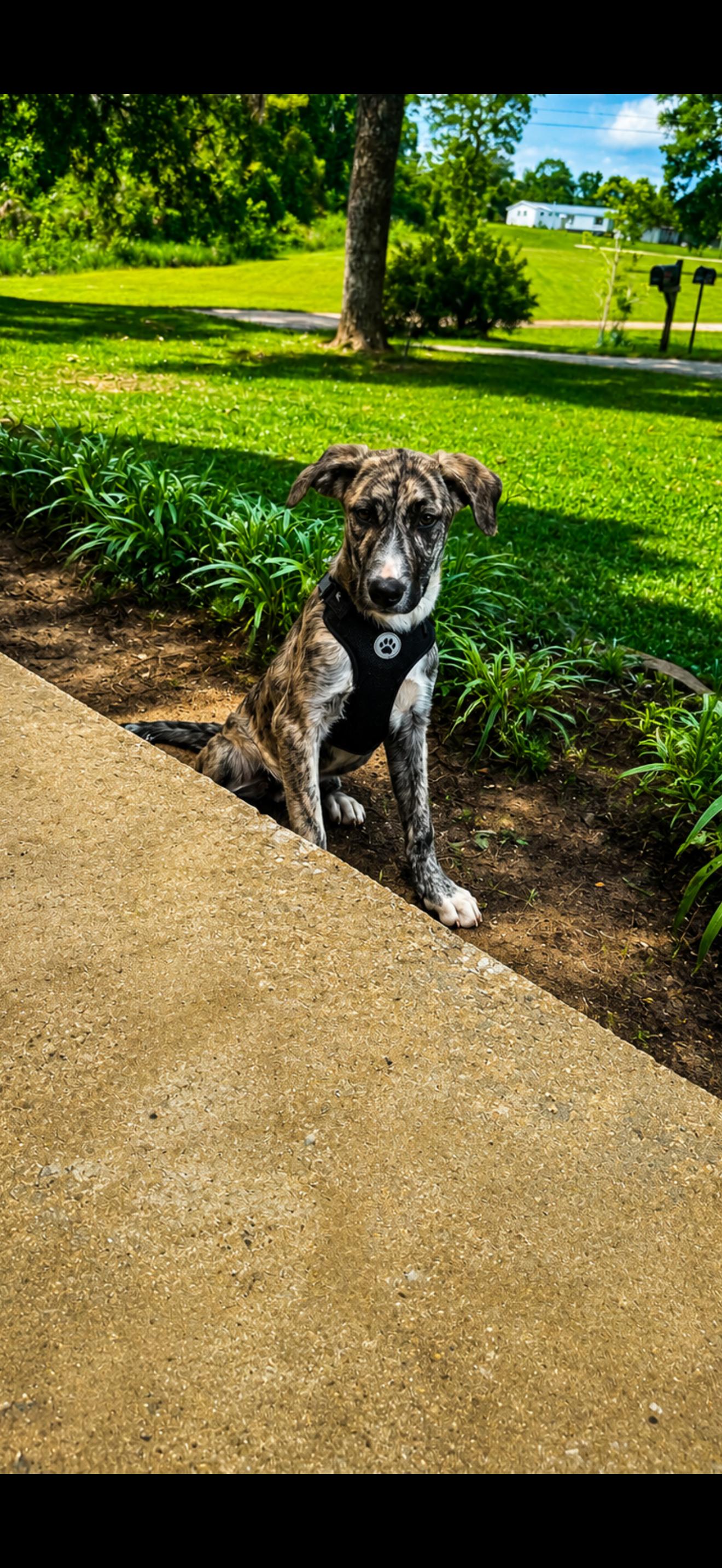Robert Plant, an adopted mixed breed in Grove City, OH image 1/2