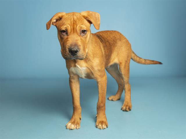 Enlarge ESPRESSO, a Adoptable Shar-Pei in Phoenix, AZ image 1/1
