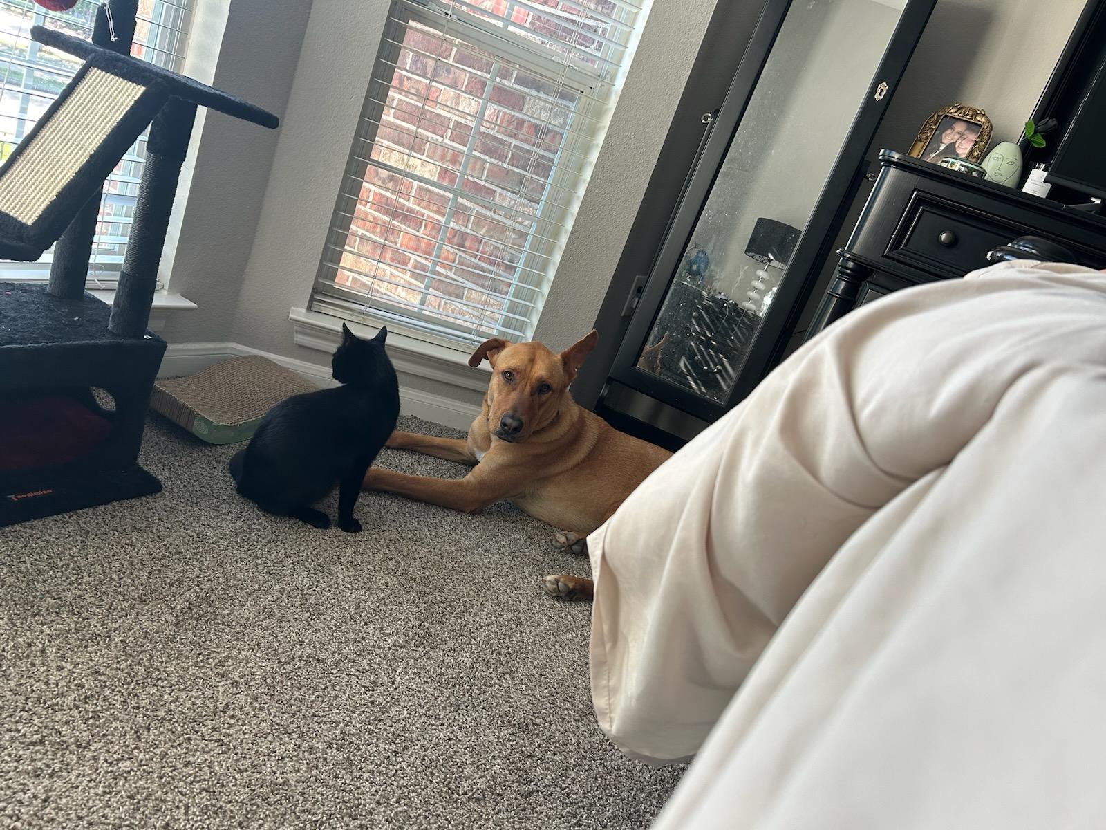 Scooby Doo, Adopted, Adult Male Labrador Retriever.