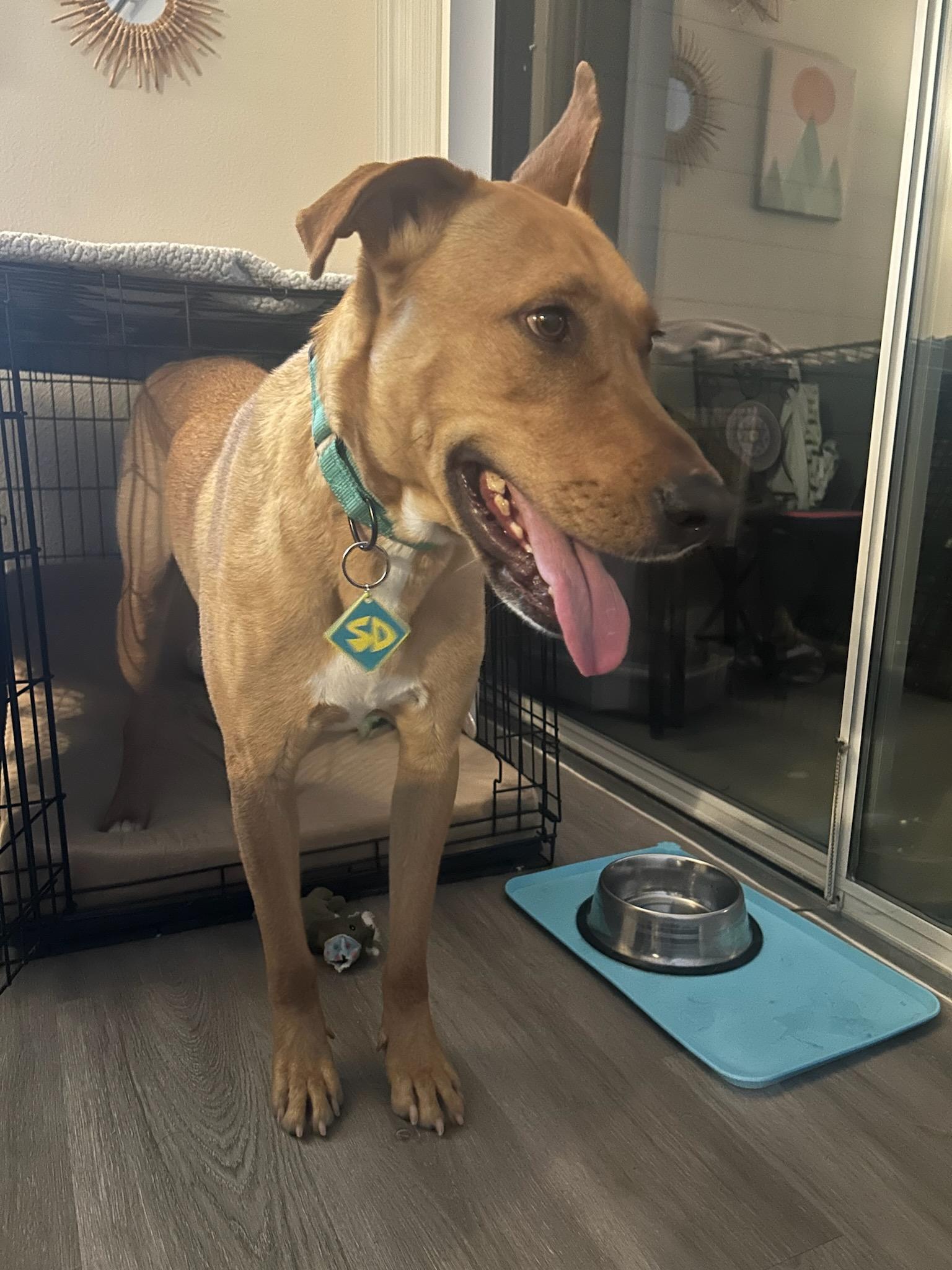 Enlarge Scooby Doo, a Adopted mixed breed in Magnolia, TX image 2/5