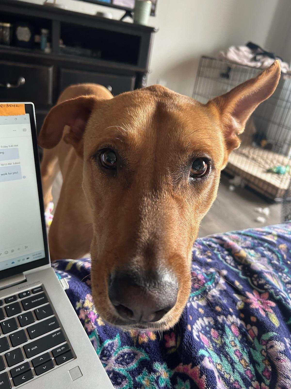 Enlarge Scooby Doo, a Adopted mixed breed in Magnolia, TX image 3/5