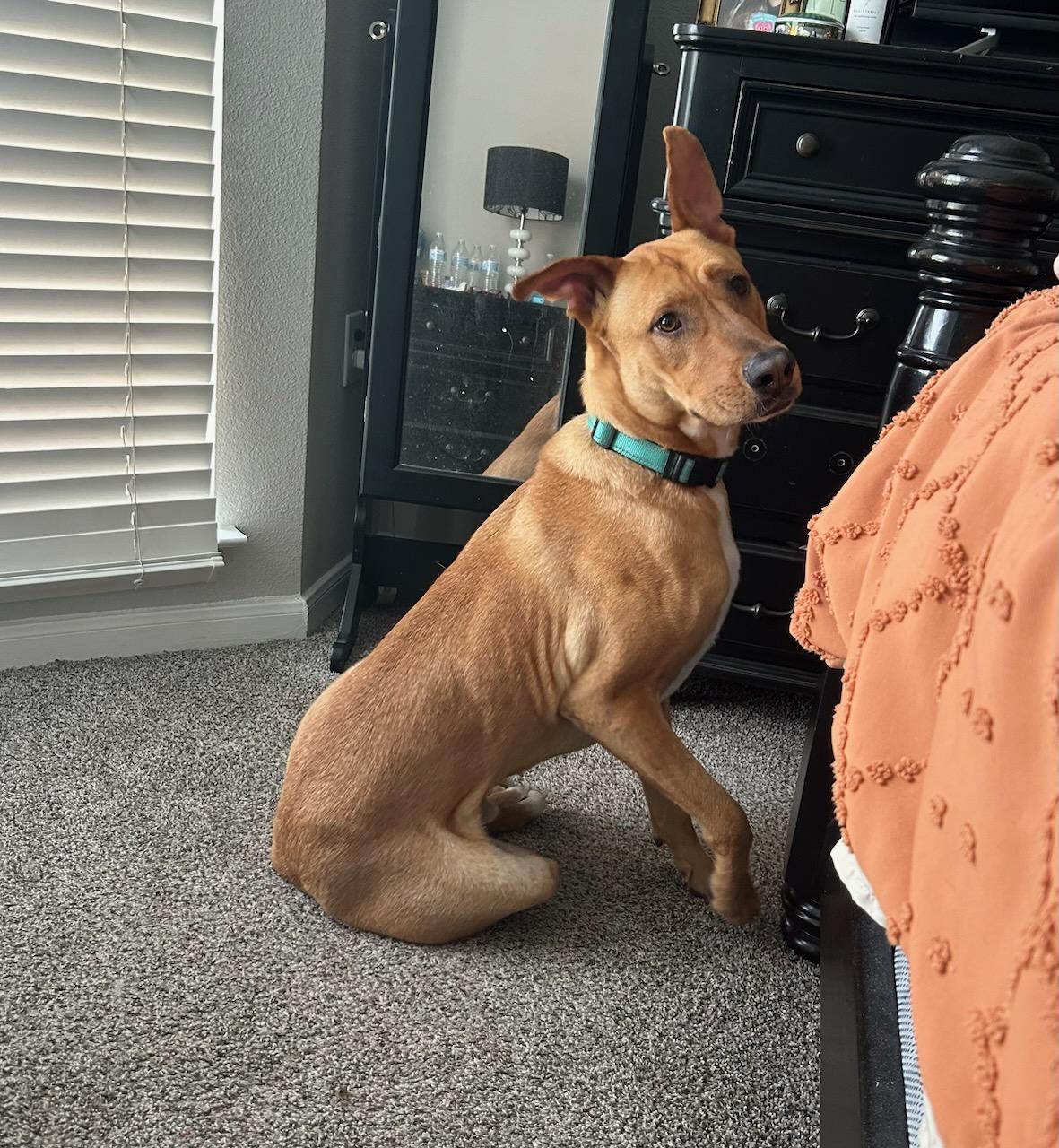 Enlarge Scooby Doo, a Adopted mixed breed in Magnolia, TX image 4/5