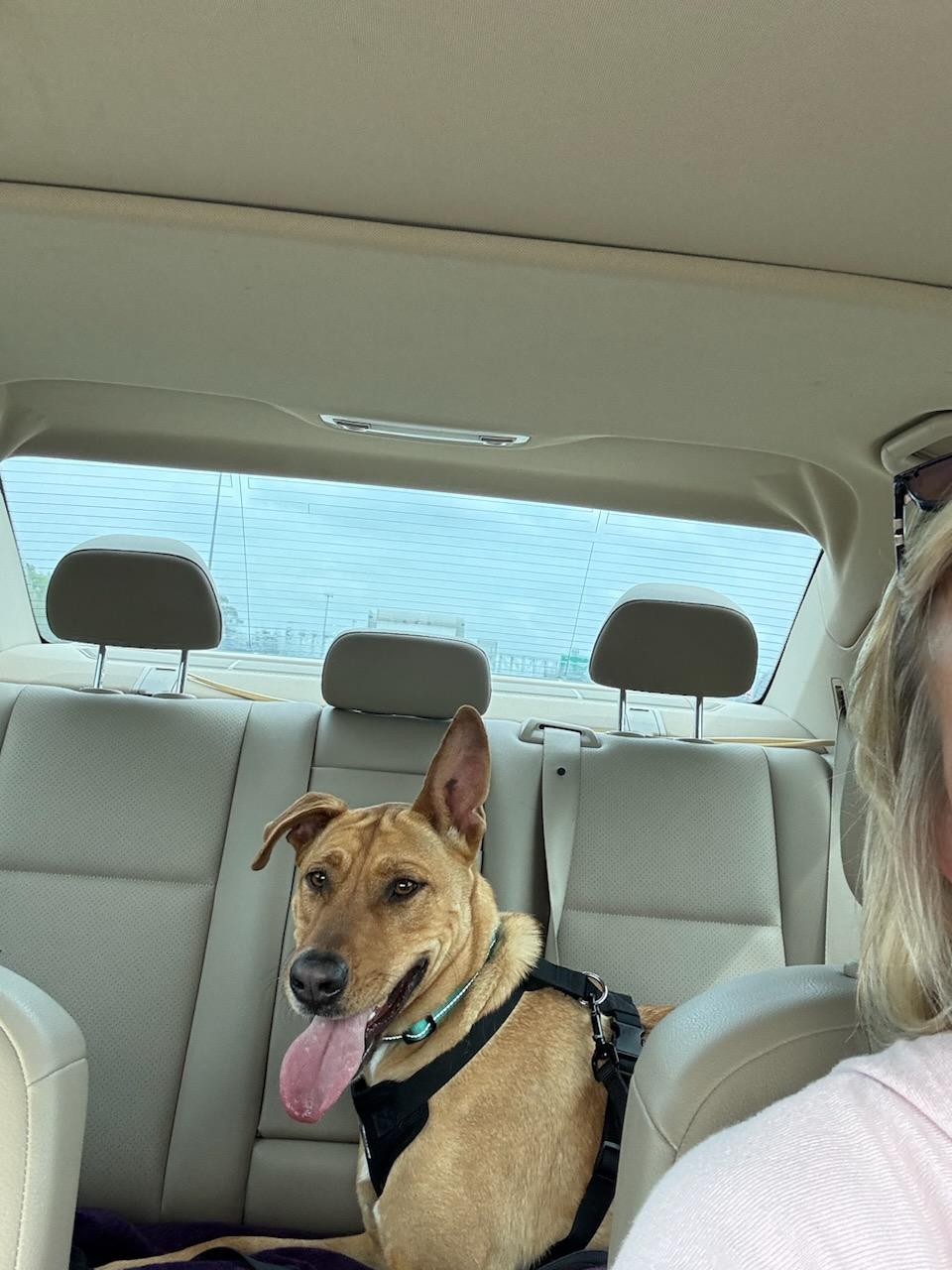 Enlarge Scooby Doo, a Adopted mixed breed in Magnolia, TX image 5/5