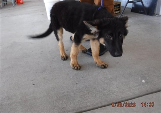 Enlarge ZARA, a Adoptable German Shepherd Dog in Oroville, CA image 1/1