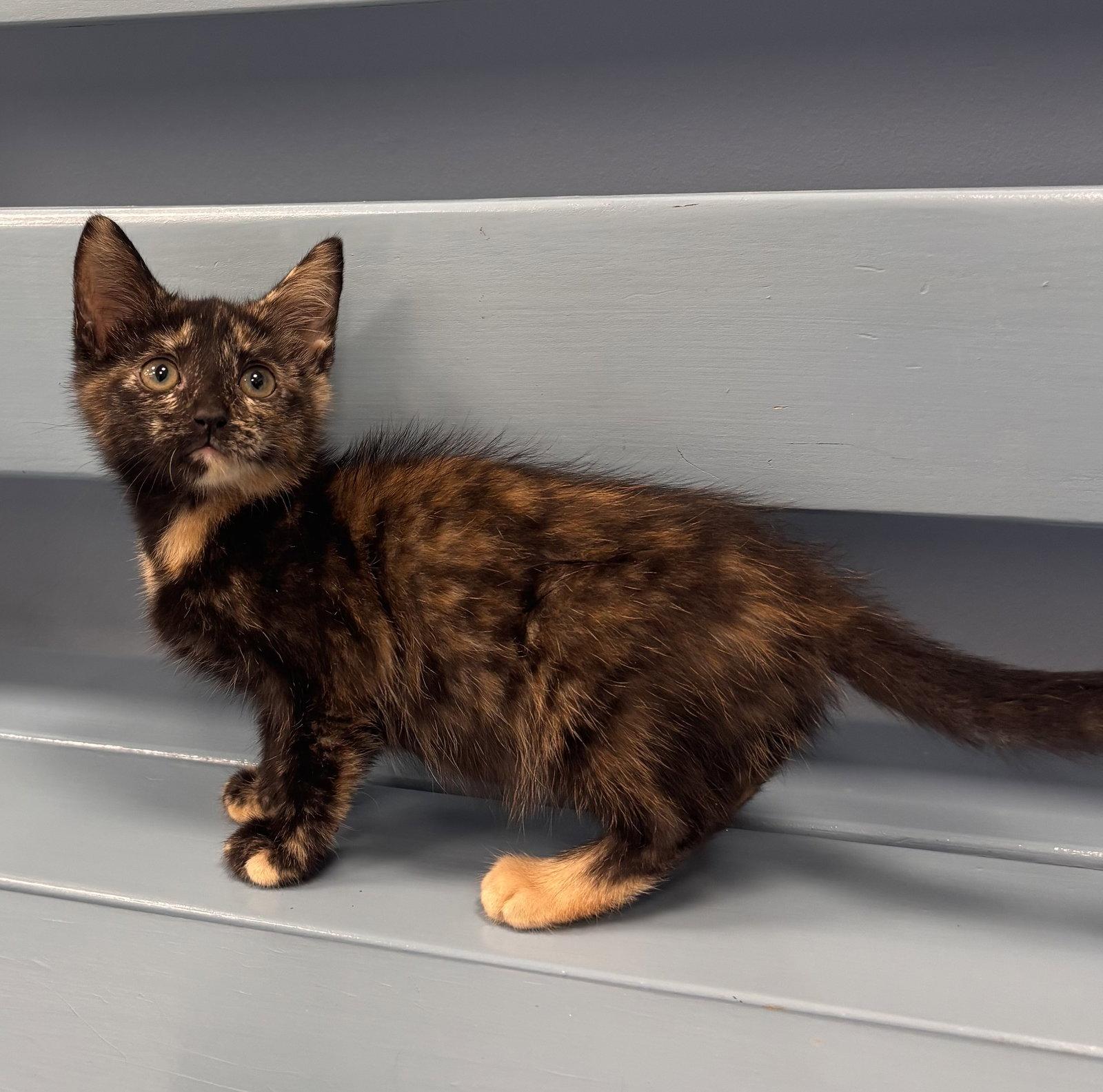 Pita, a Adopted mixed breed in Georgetown, KY image 1/3