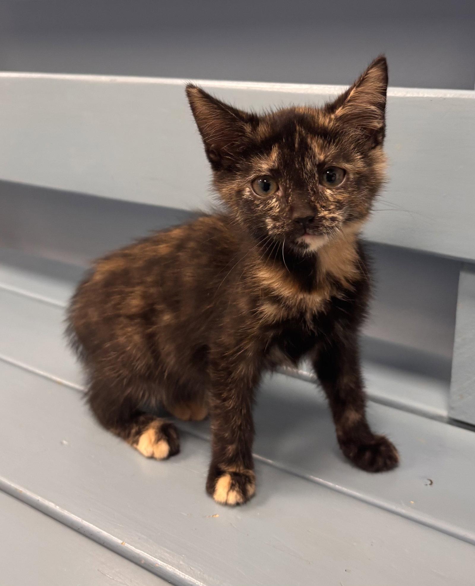 Pita, a Adopted mixed breed in Georgetown, KY image 2/3