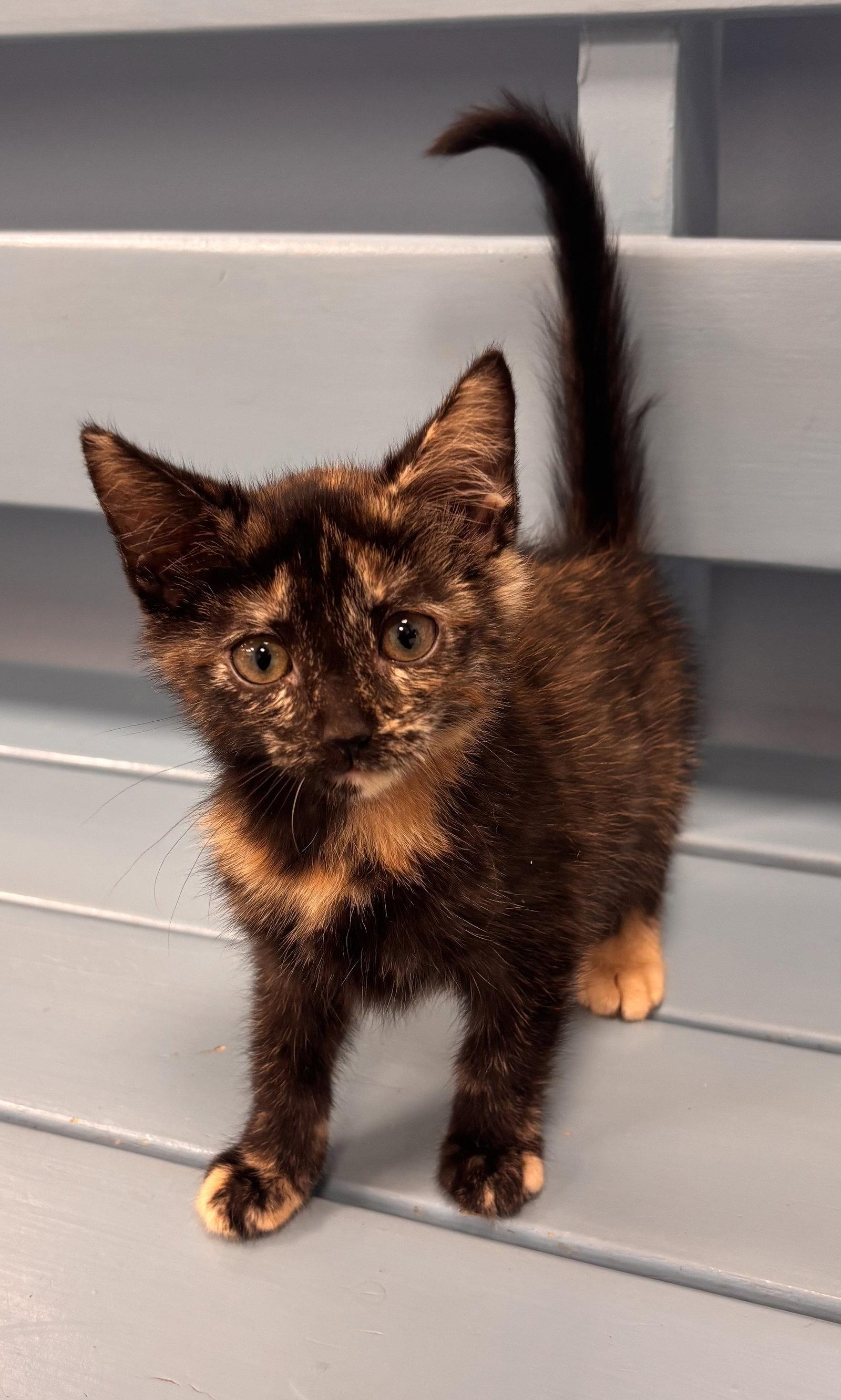 Pita, a Adopted mixed breed in Georgetown, KY image 3/3