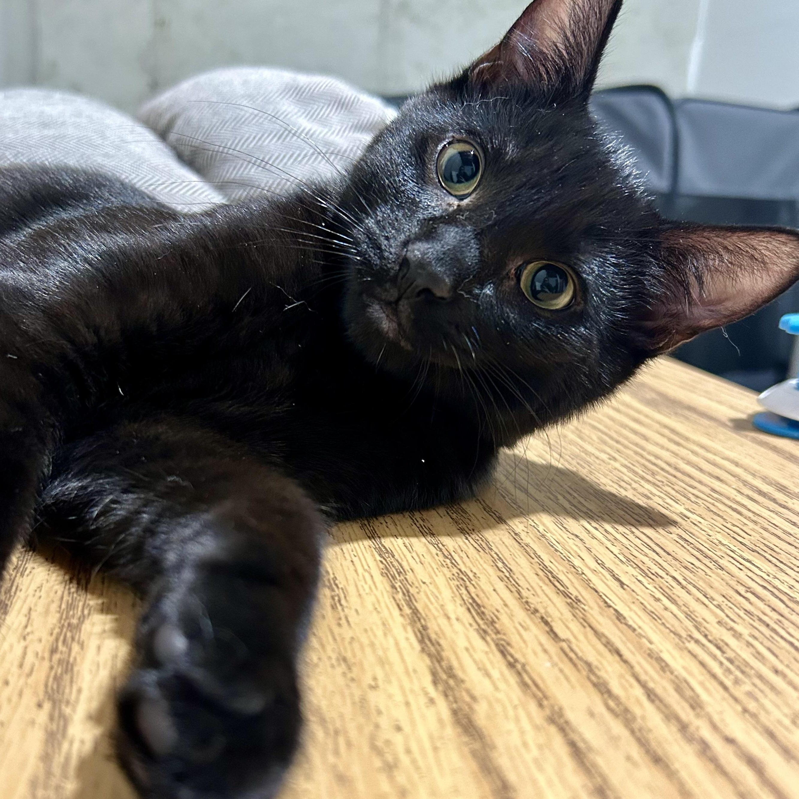 Frankie photo 3
