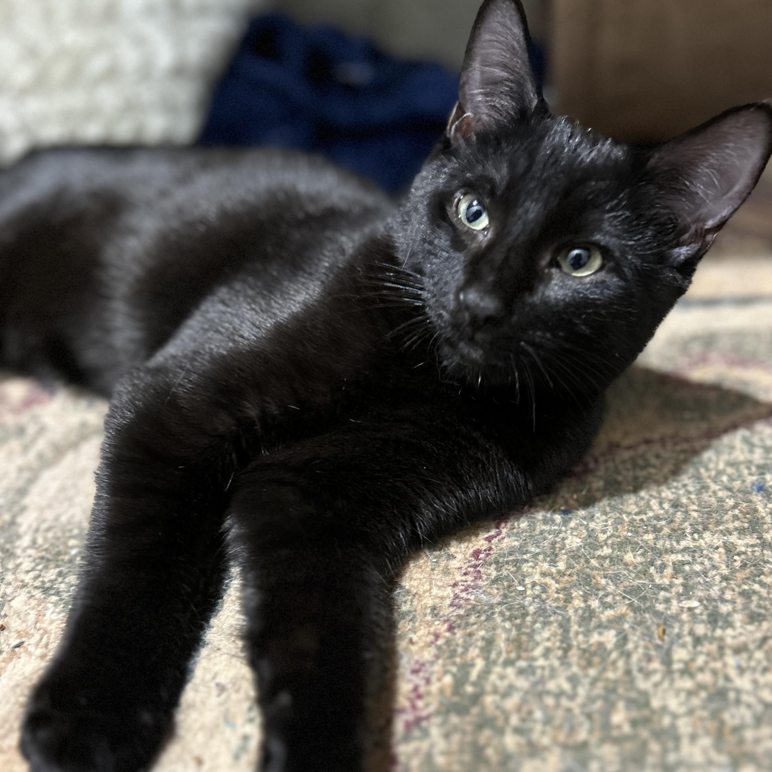 Frankie photo 4