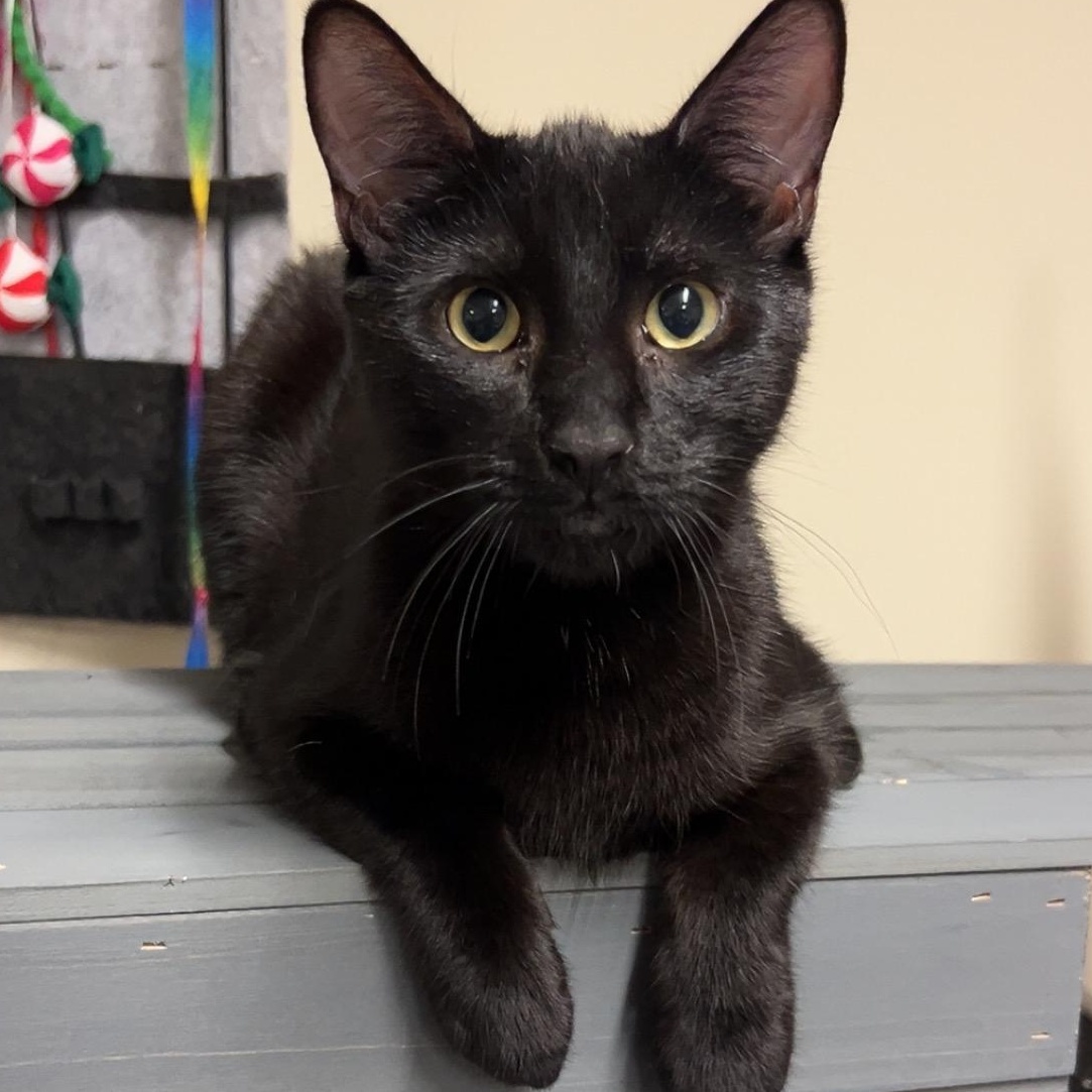 Frankie, Baby Male Domestic Short Hair