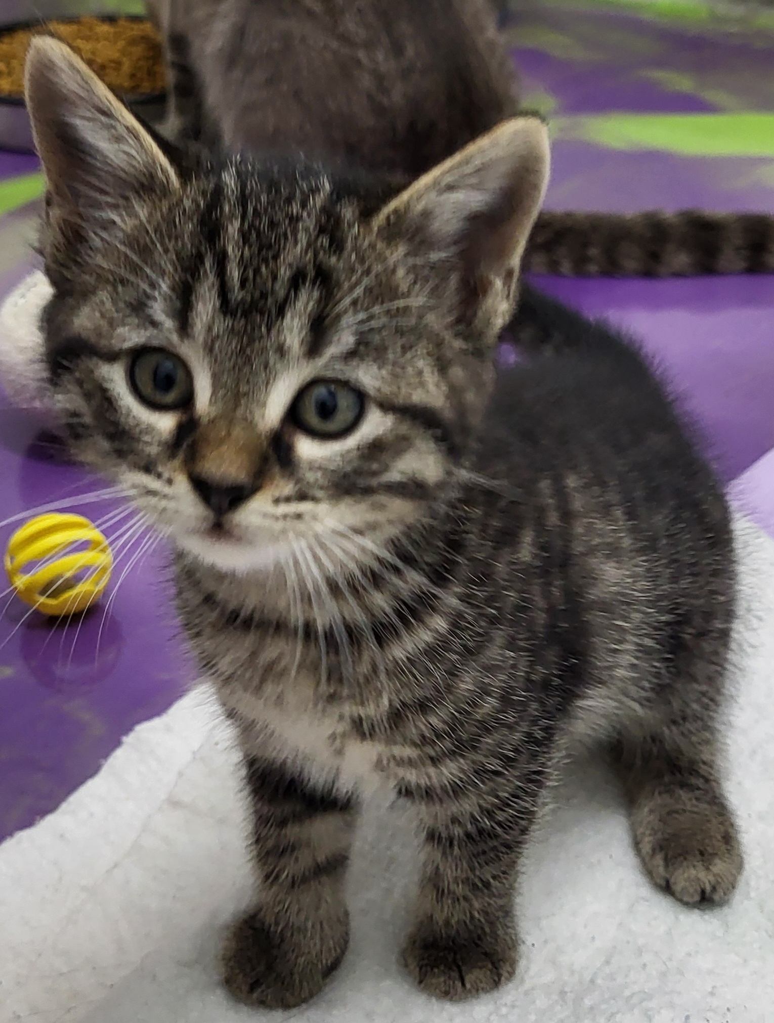 Madelynn, a Adoptable Domestic Medium Hair in Anna, IL image 3/3