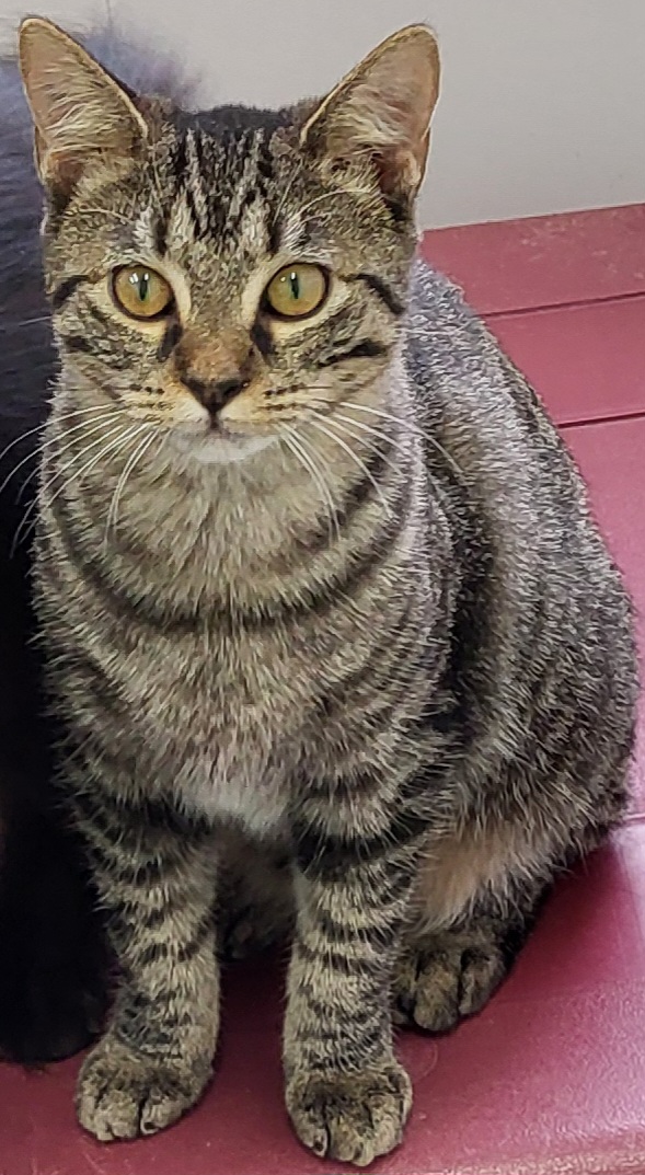 Madelynn, a Adoptable Domestic Medium Hair in Anna, IL image 1/3