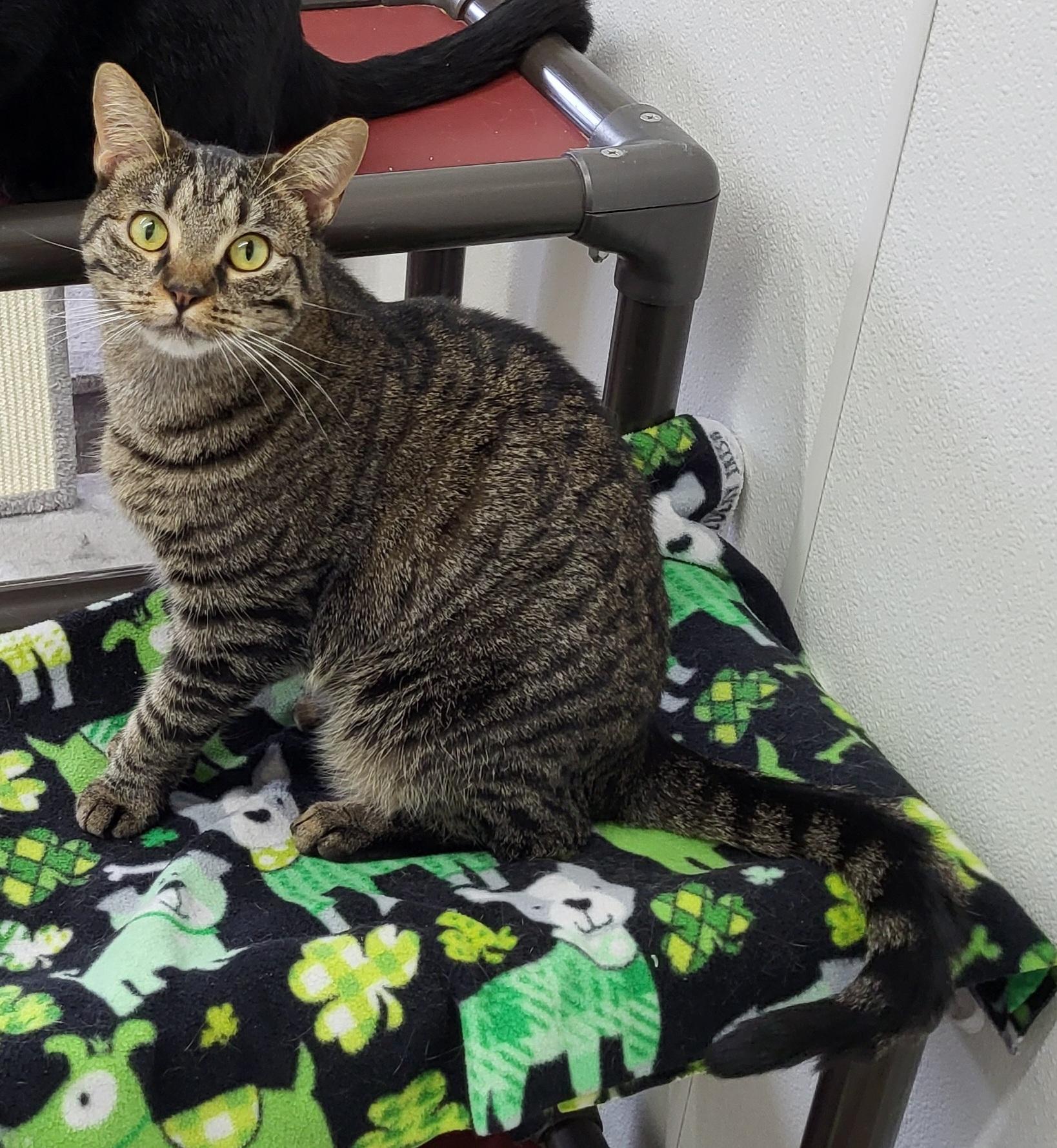 Madelynn, a Adoptable Domestic Medium Hair in Anna, IL image 2/3