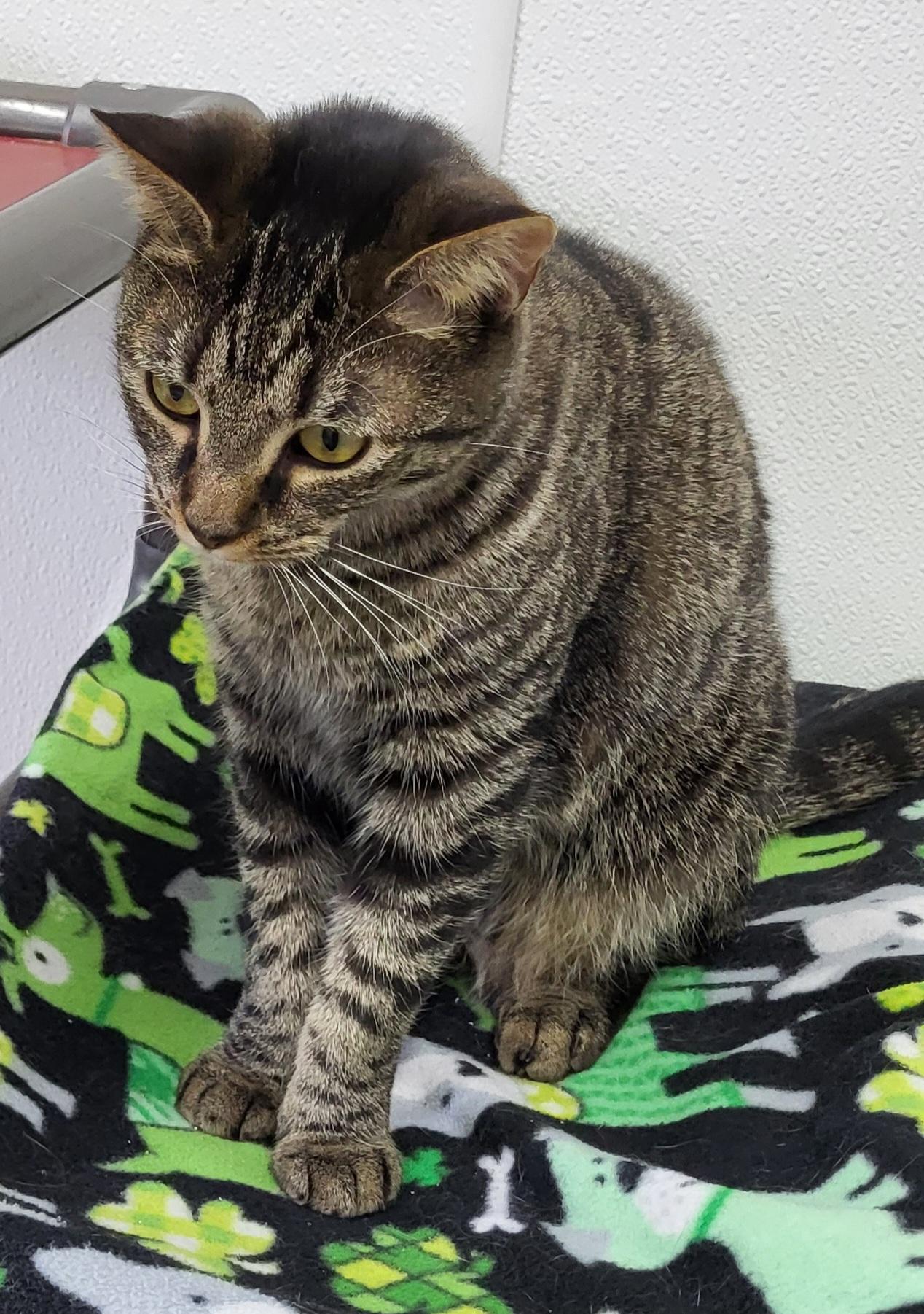 Madelynn, a Adoptable Domestic Medium Hair in Anna, IL image 3/3