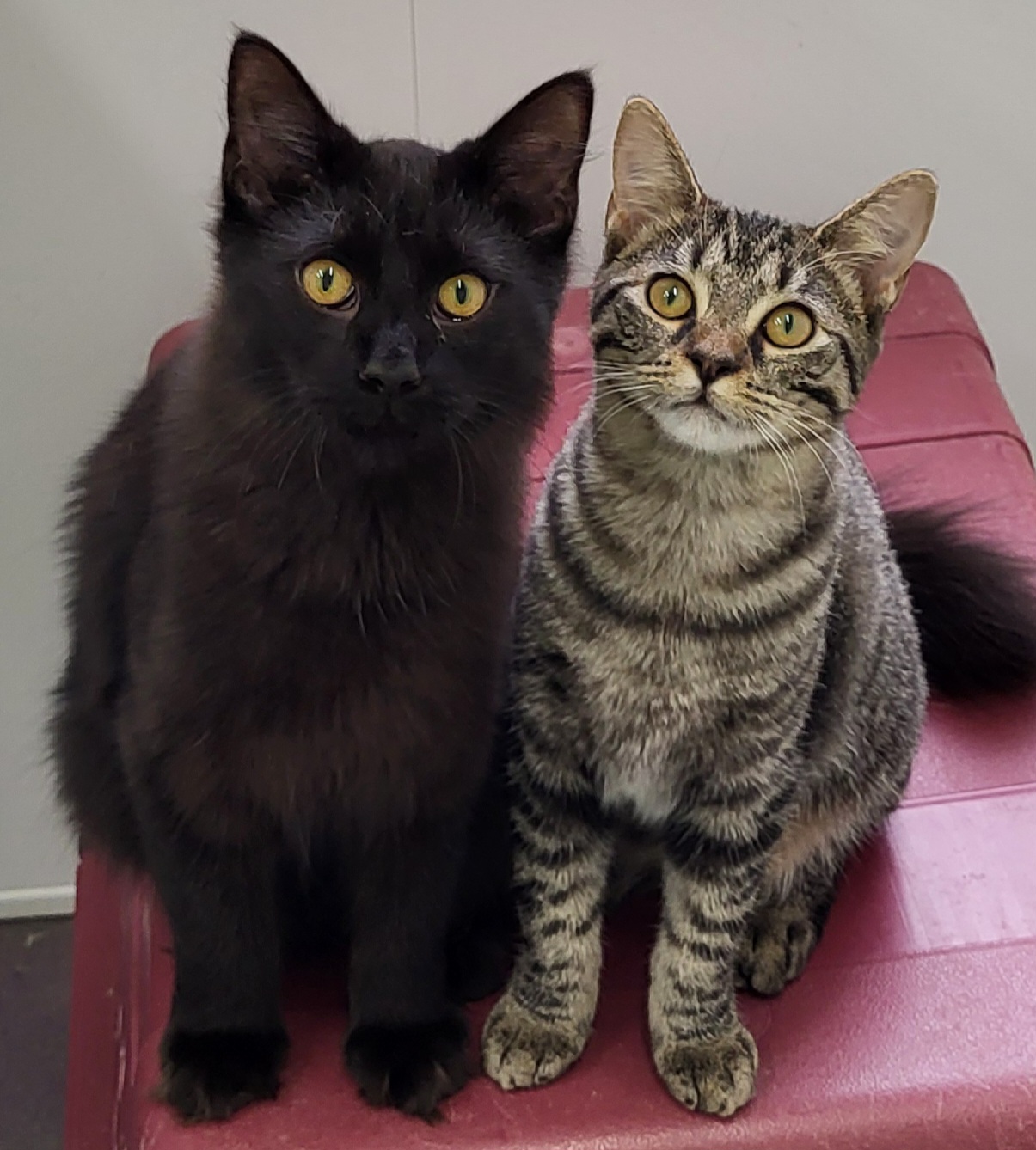 Madelynn, a Adoptable Domestic Medium Hair in Anna, IL image 2/3